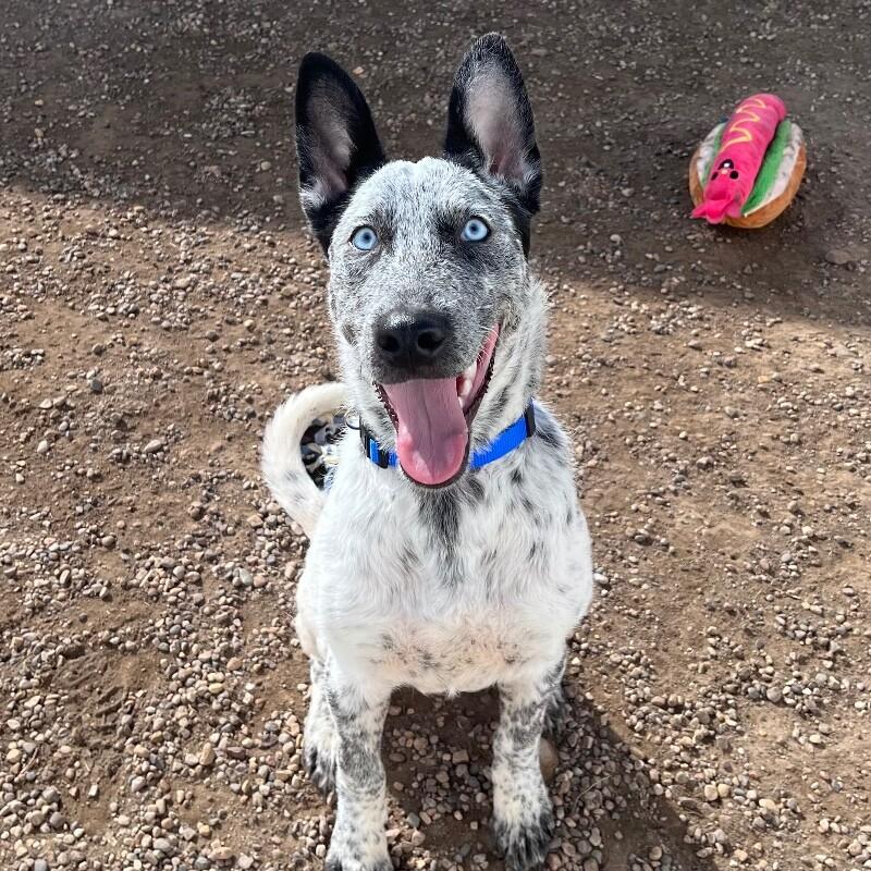 Axel, a Adoptable mixed breed in Yankton, SD image 5/6