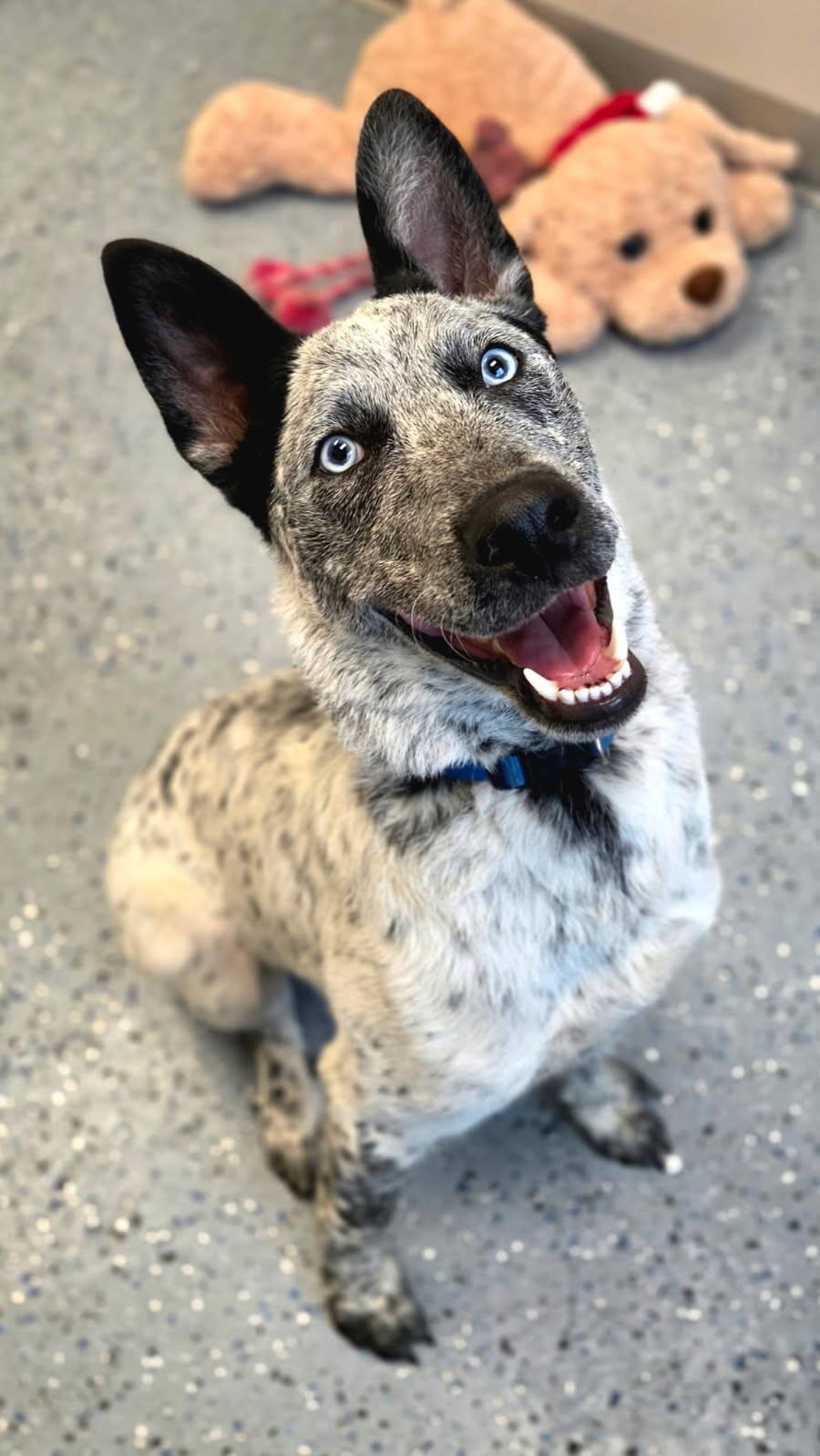Axel, a Adoptable mixed breed in Yankton, SD image 6/6