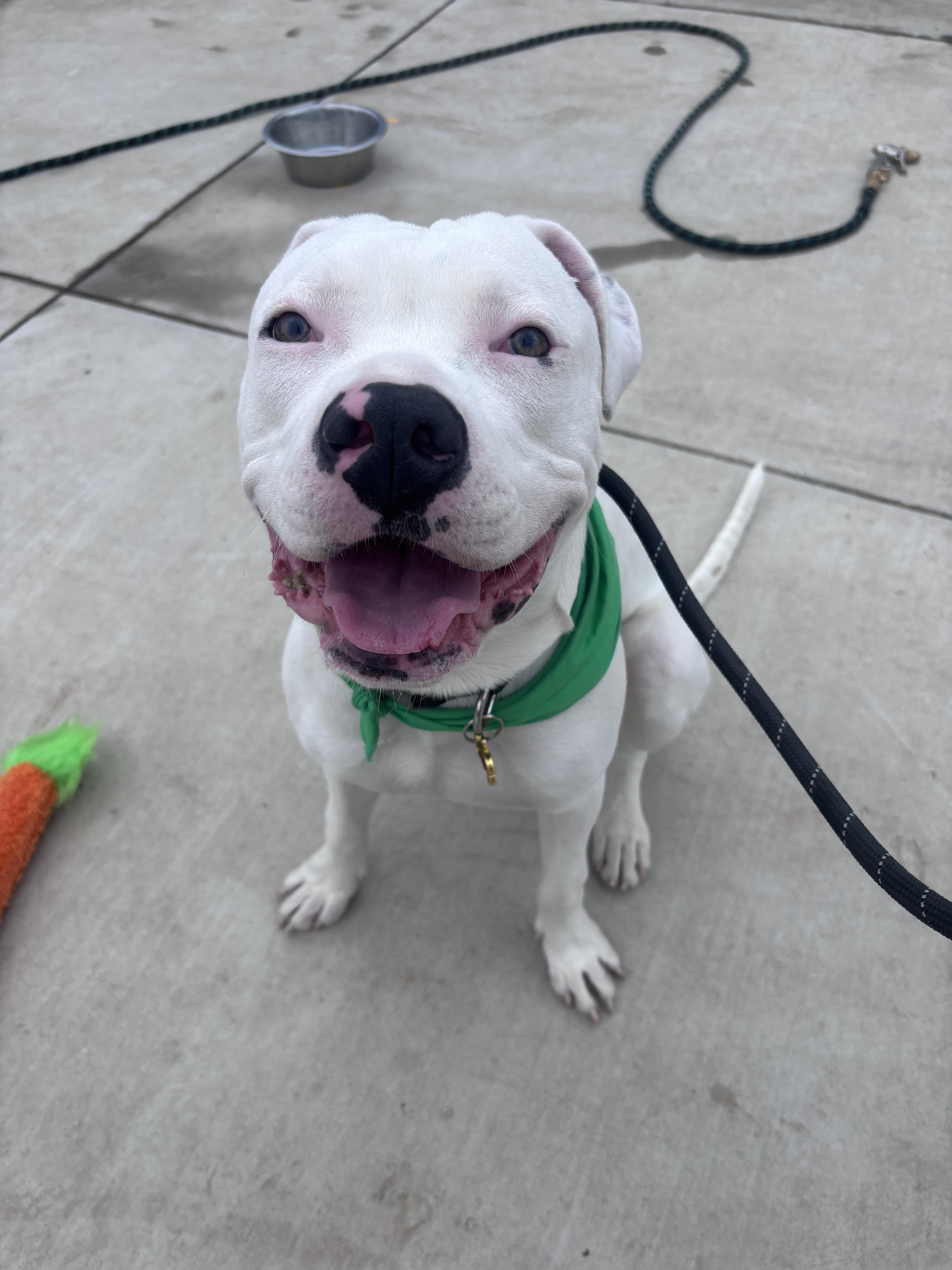 Enlarge Meelo, a ADOPTABLE mixed breed in Corona, CA image 1/3