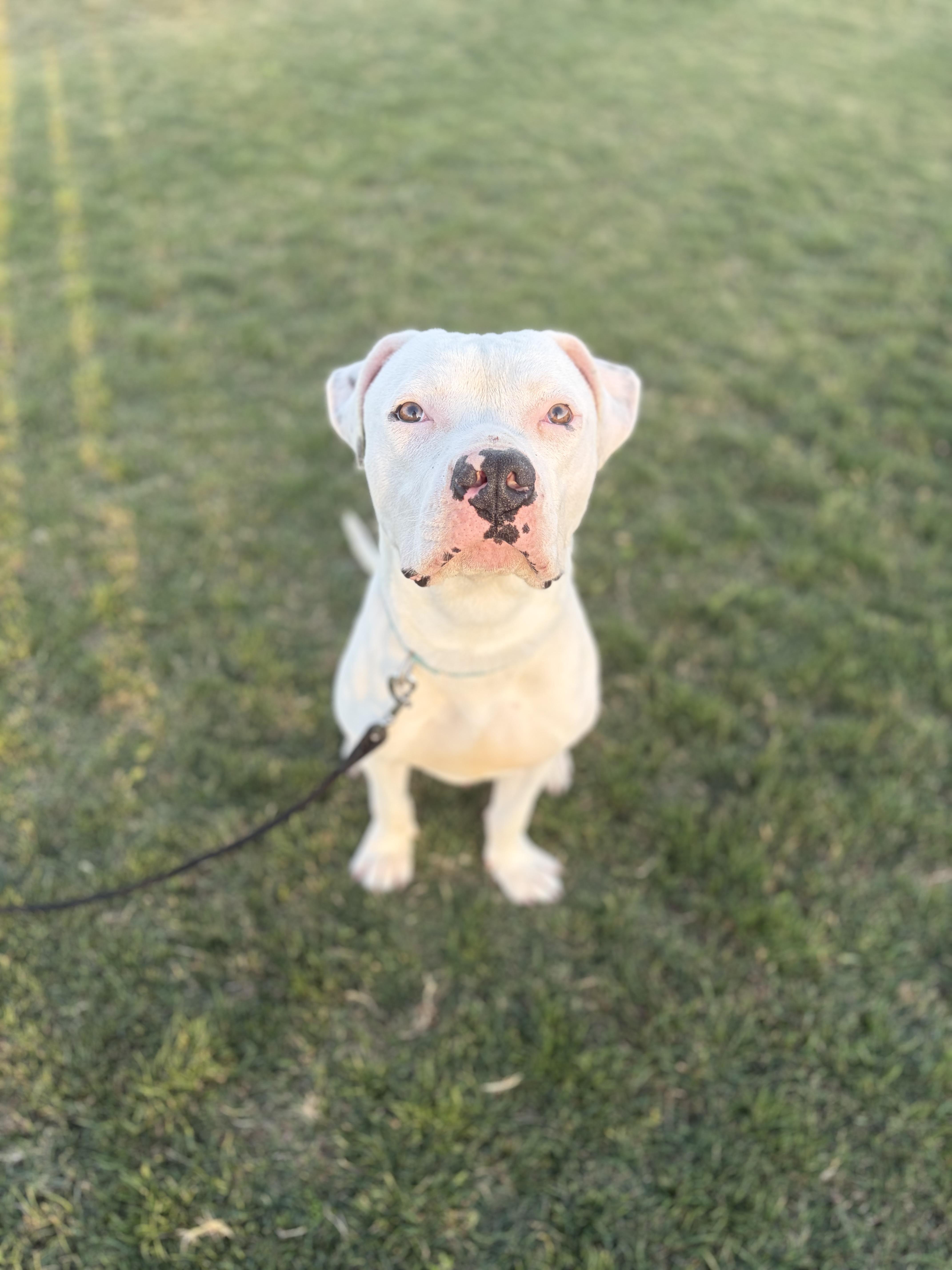 Meelo, a ADOPTABLE mixed breed in Corona, CA image 1/3