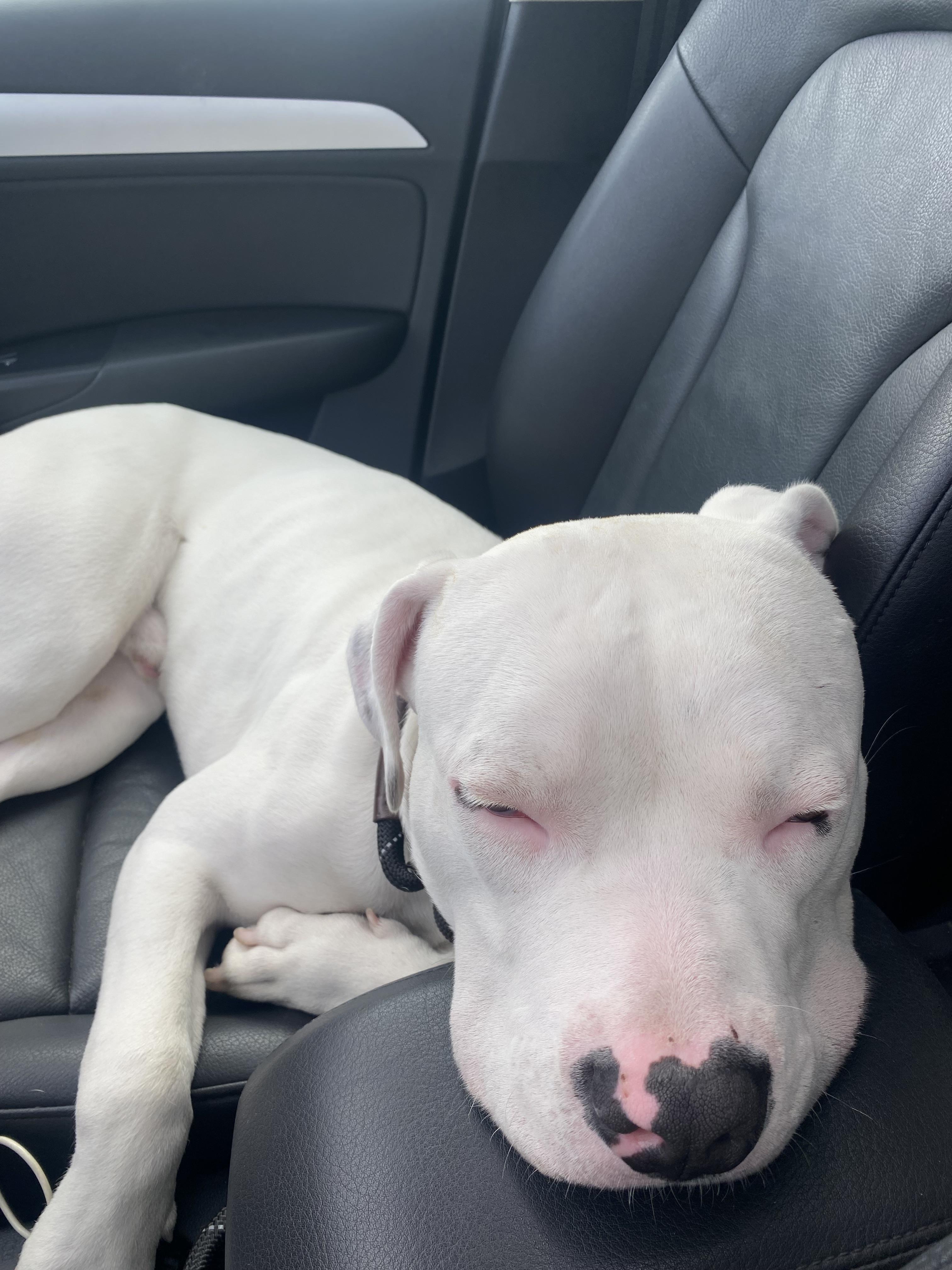 Enlarge Meelo, a ADOPTABLE mixed breed in Corona, CA image 6/6