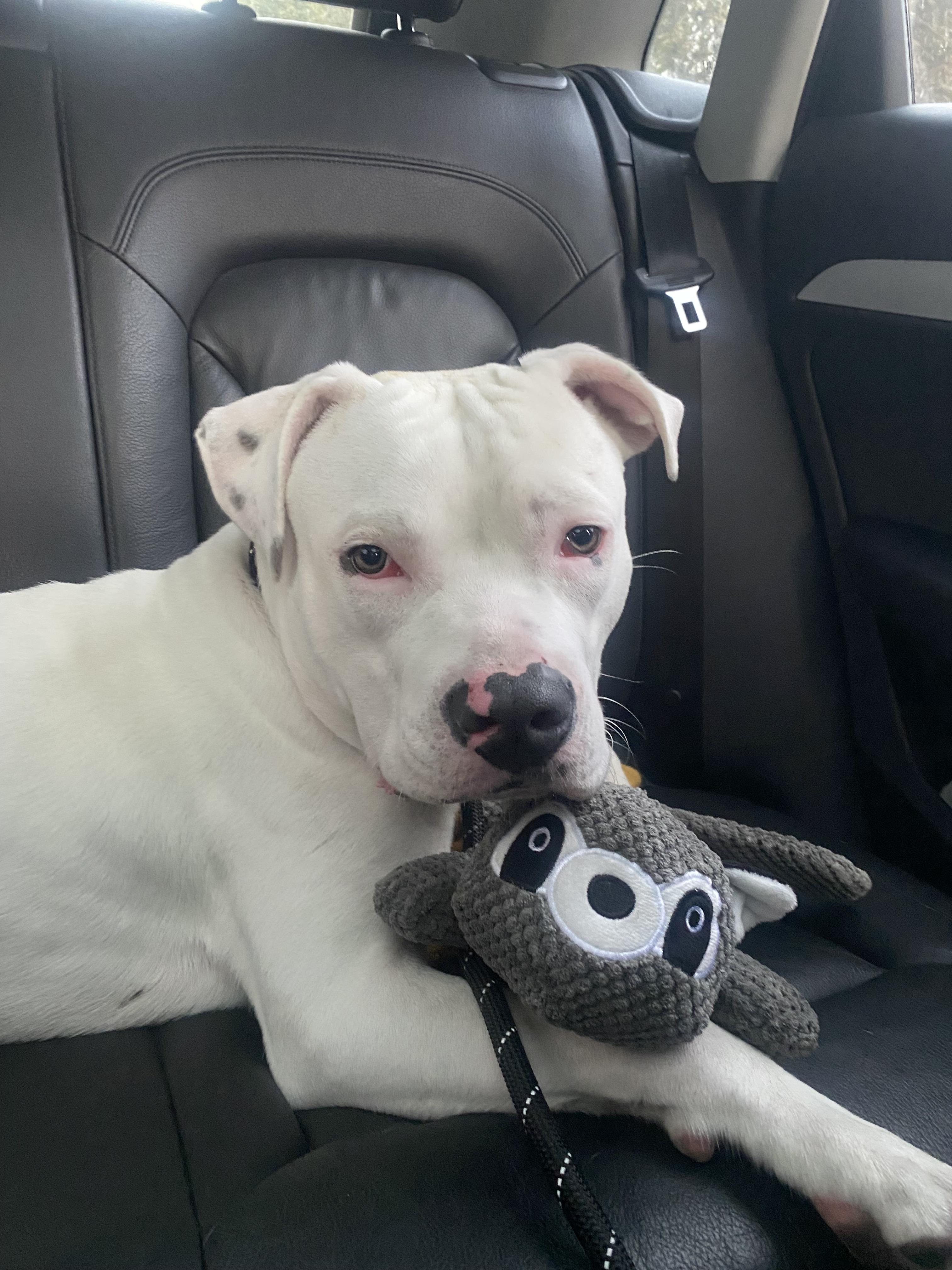 Enlarge Meelo, a ADOPTABLE mixed breed in Corona, CA image 4/6