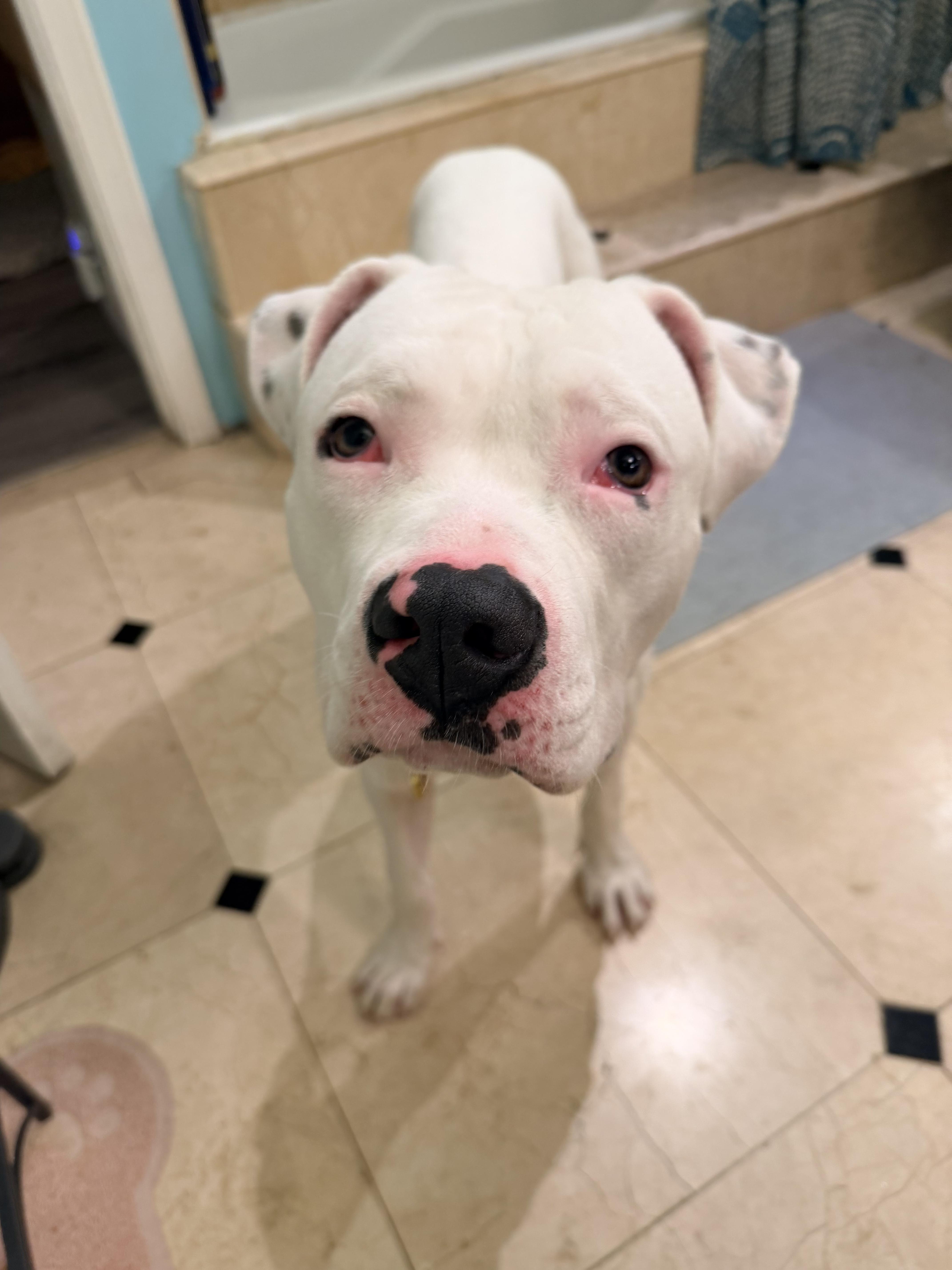 Enlarge Meelo, a ADOPTABLE mixed breed in Corona, CA image 5/6