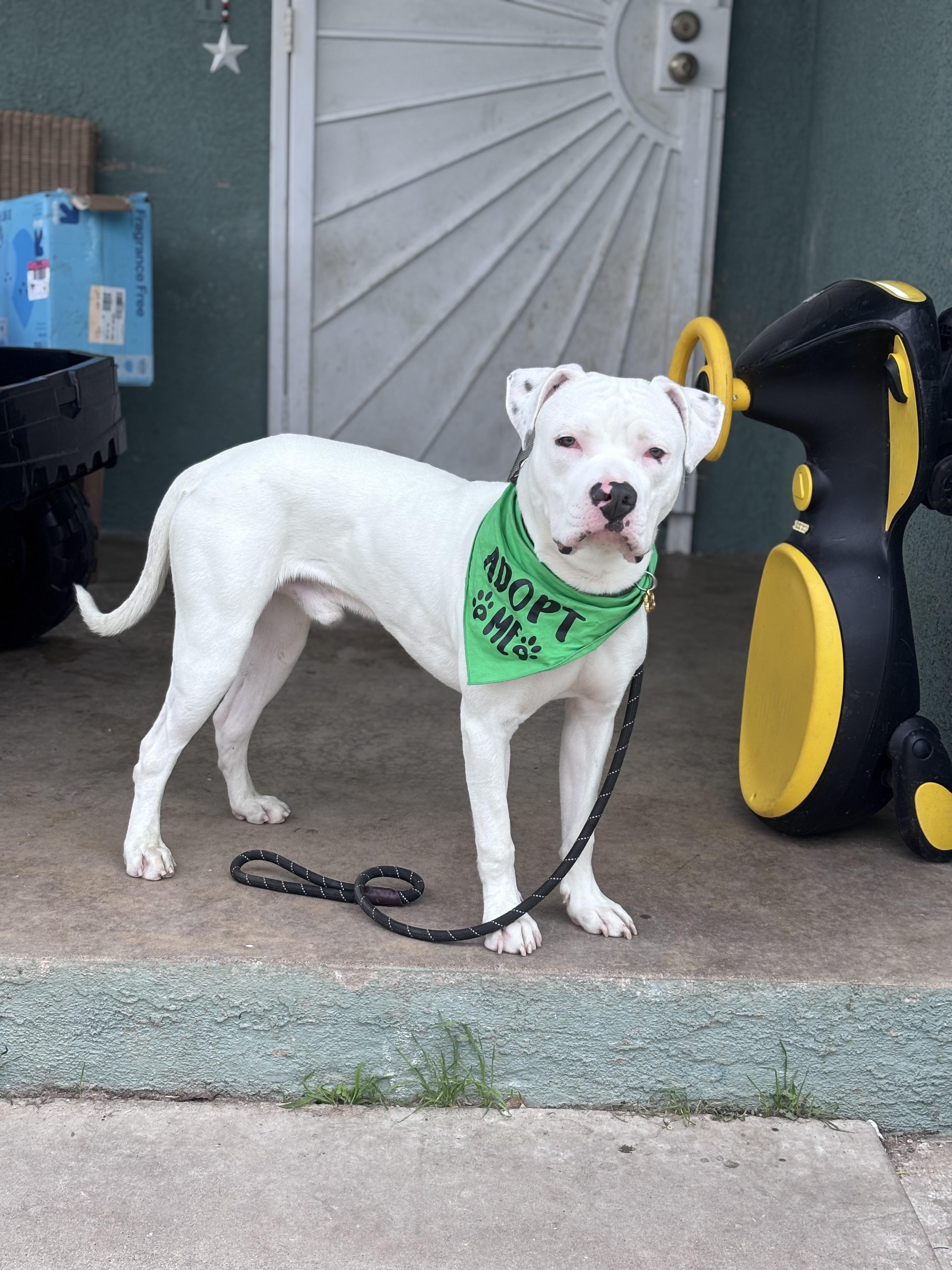 Enlarge Meelo, a ADOPTABLE mixed breed in Corona, CA image 2/3