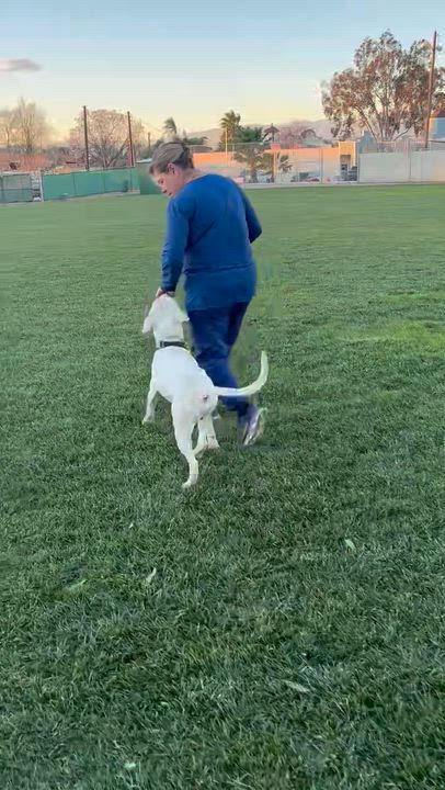 Enlarge Meelo, a ADOPTABLE mixed breed in Corona, CA video 3/3