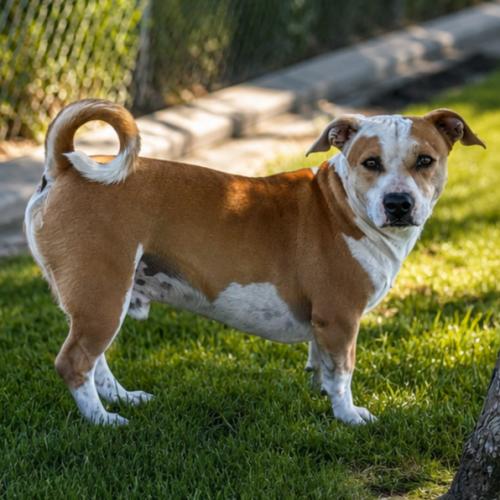Bruno, a Adoptable Pit Bull Terrier in Lathrop, CA image 2/3