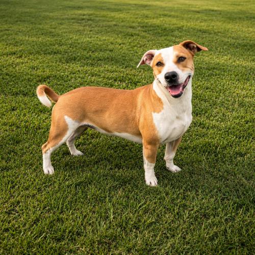 Enlarge Bruno, a Adoptable Pit Bull Terrier in Lathrop, CA image 2/3