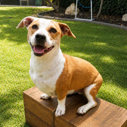 Enlarge Bruno, a Adoptable Pit Bull Terrier in Lathrop, CA image 3/3