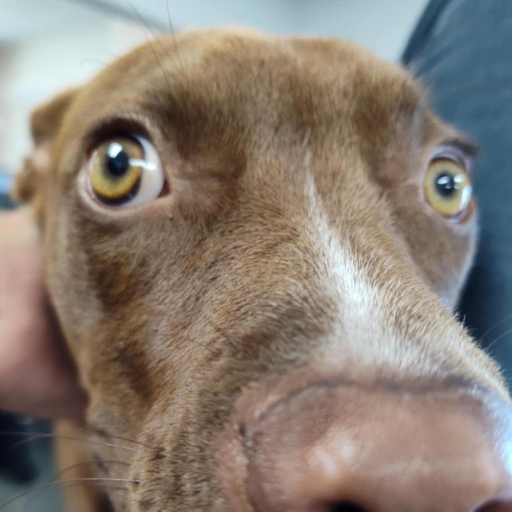 Fifi, Adoptable, Young Female Pit Bull Terrier.