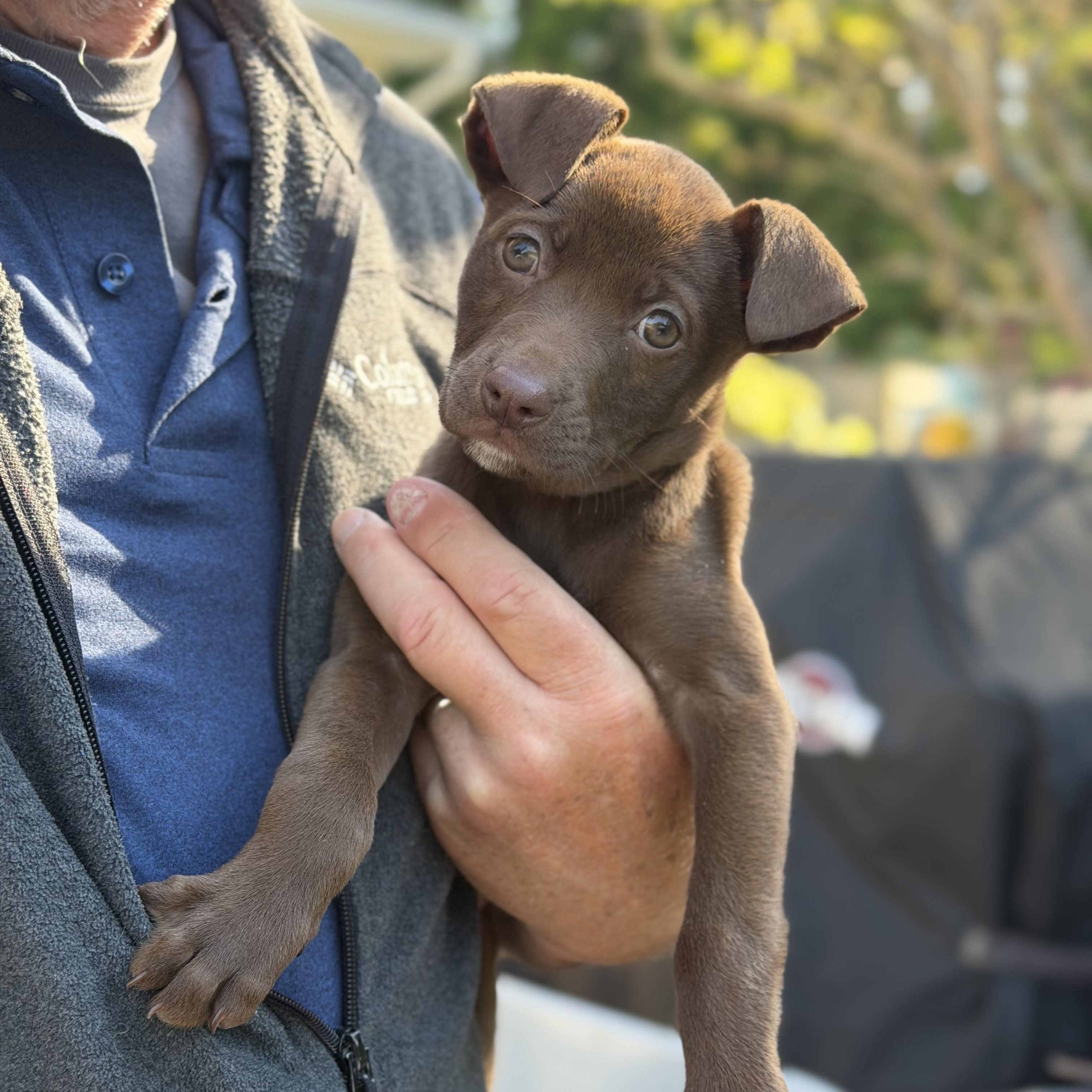 Hallow, a ADOPTABLE Mixed Breed in Yaphank, NY image 4/6
