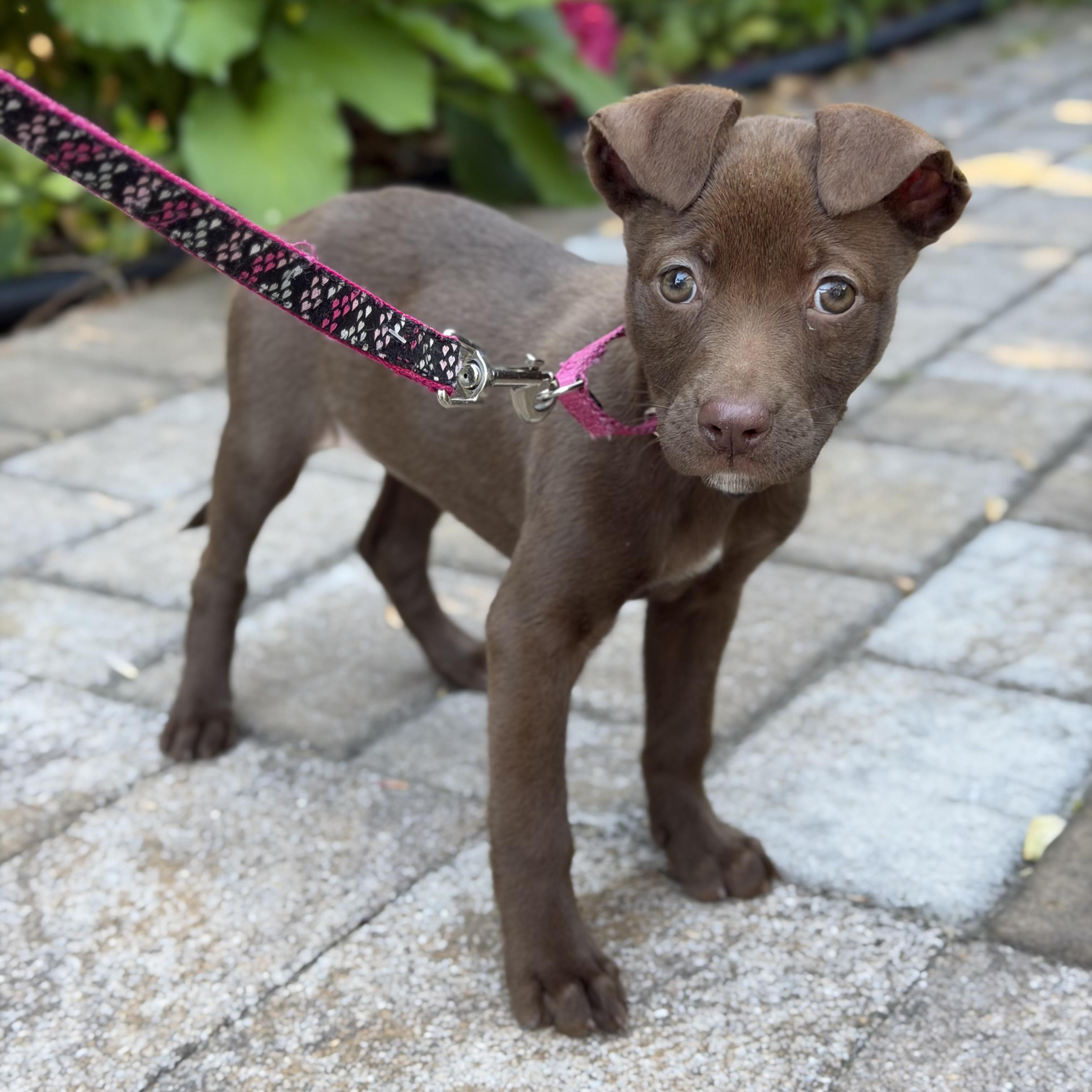 Hallow, a ADOPTABLE Mixed Breed in Yaphank, NY image 2/6