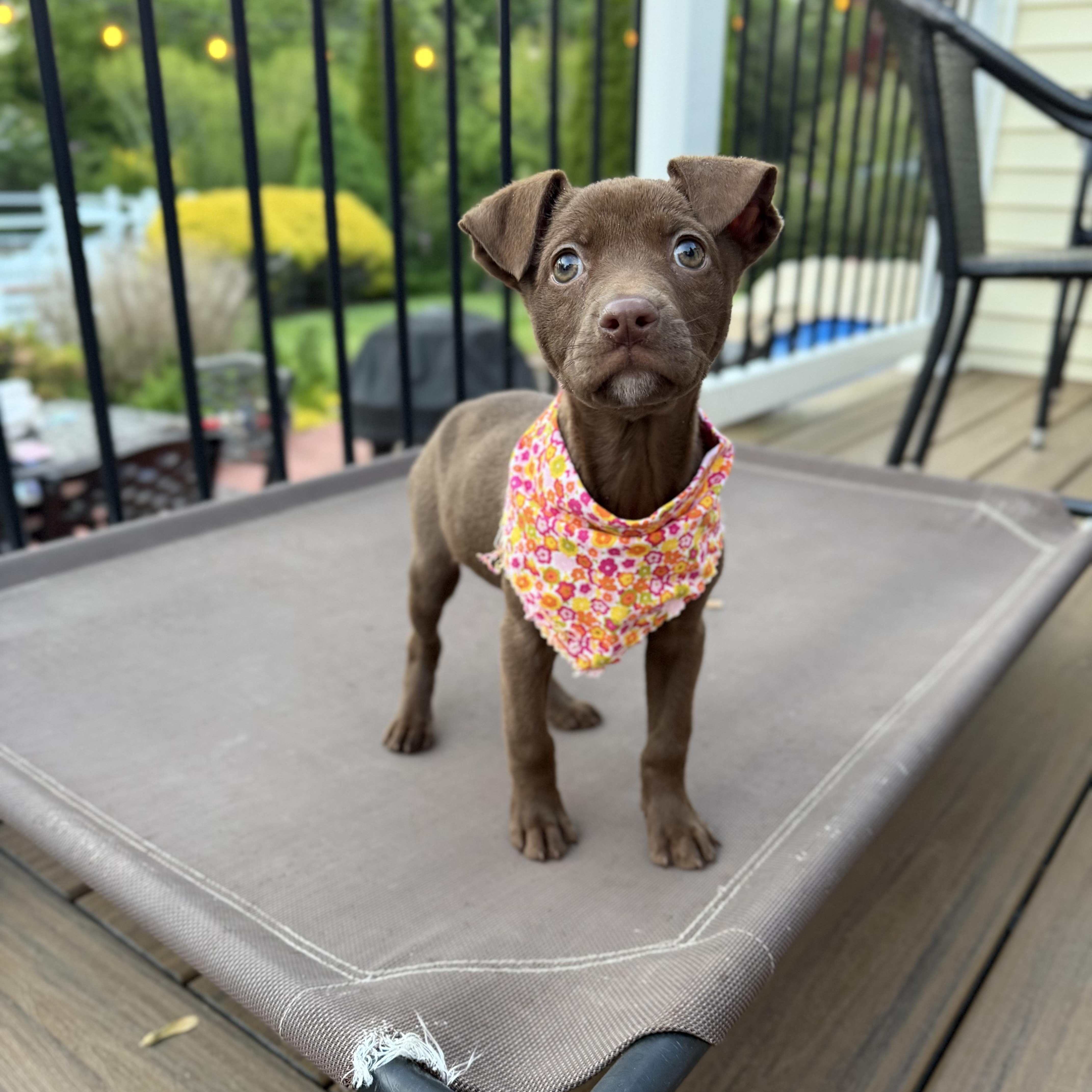 Hallow, a ADOPTABLE Mixed Breed in Yaphank, NY image 5/6
