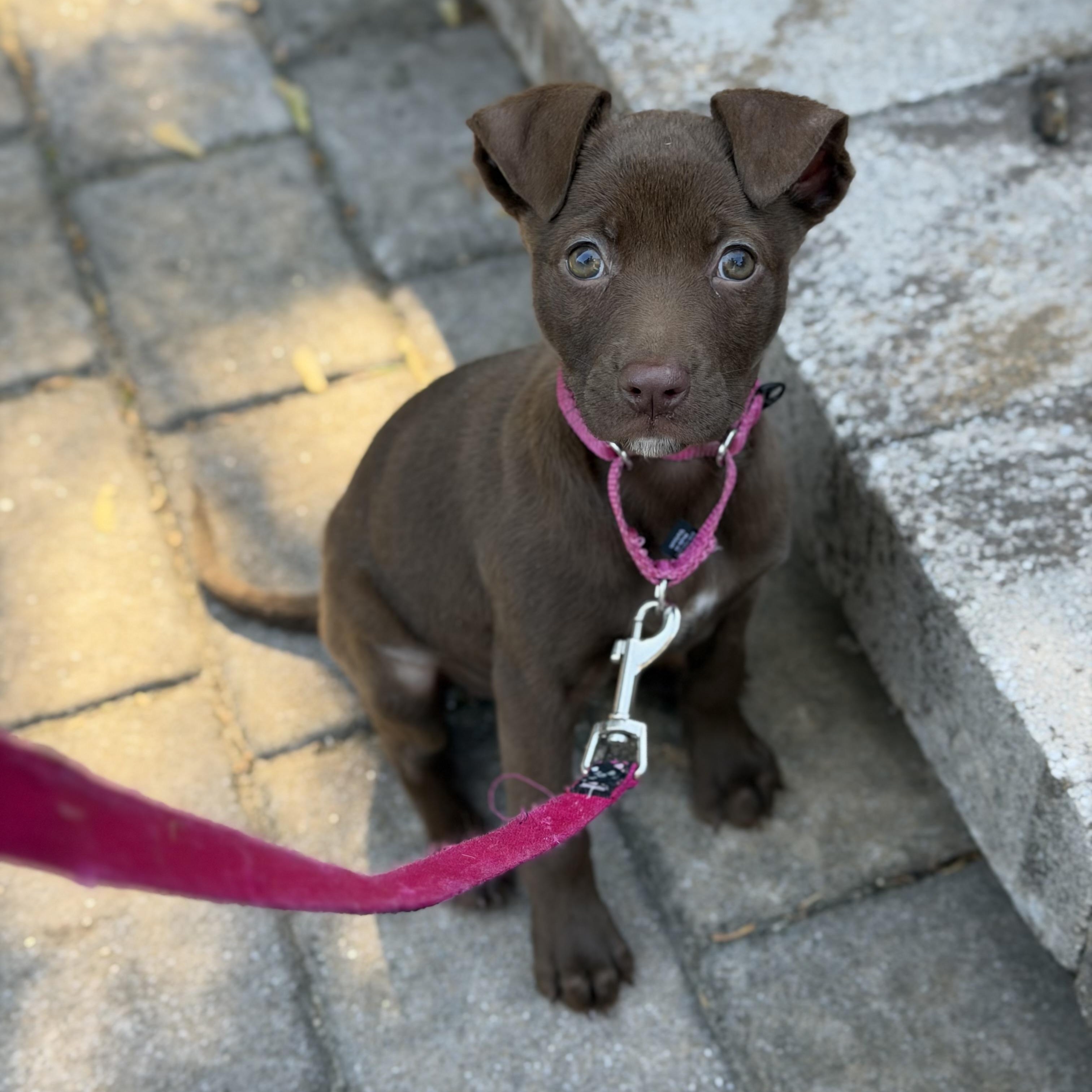 Hallow, a ADOPTABLE Mixed Breed in Yaphank, NY image 3/6