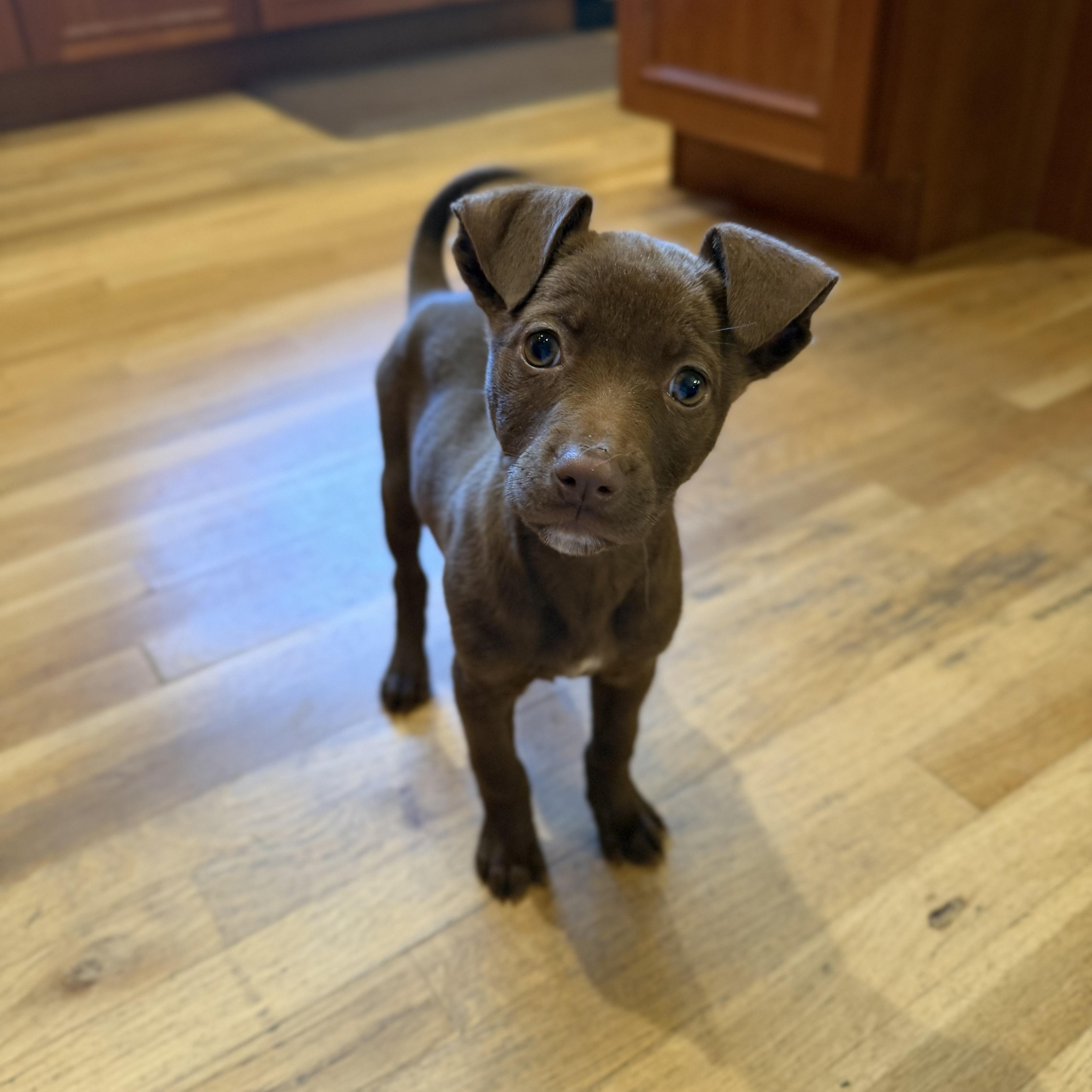 Hallow, a ADOPTABLE Mixed Breed in Yaphank, NY image 6/6