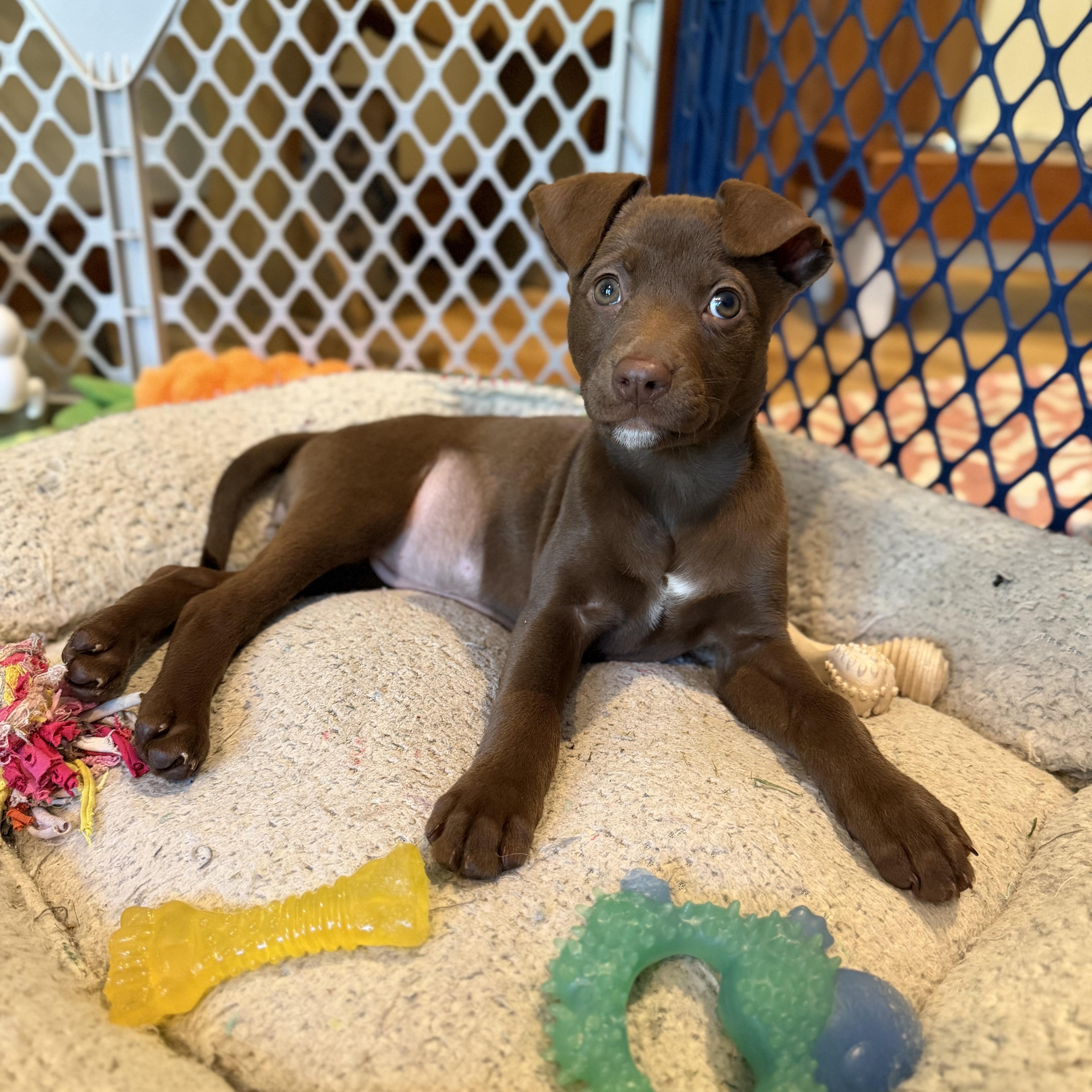 Hallow, a ADOPTABLE Mixed Breed in Yaphank, NY image 1/6