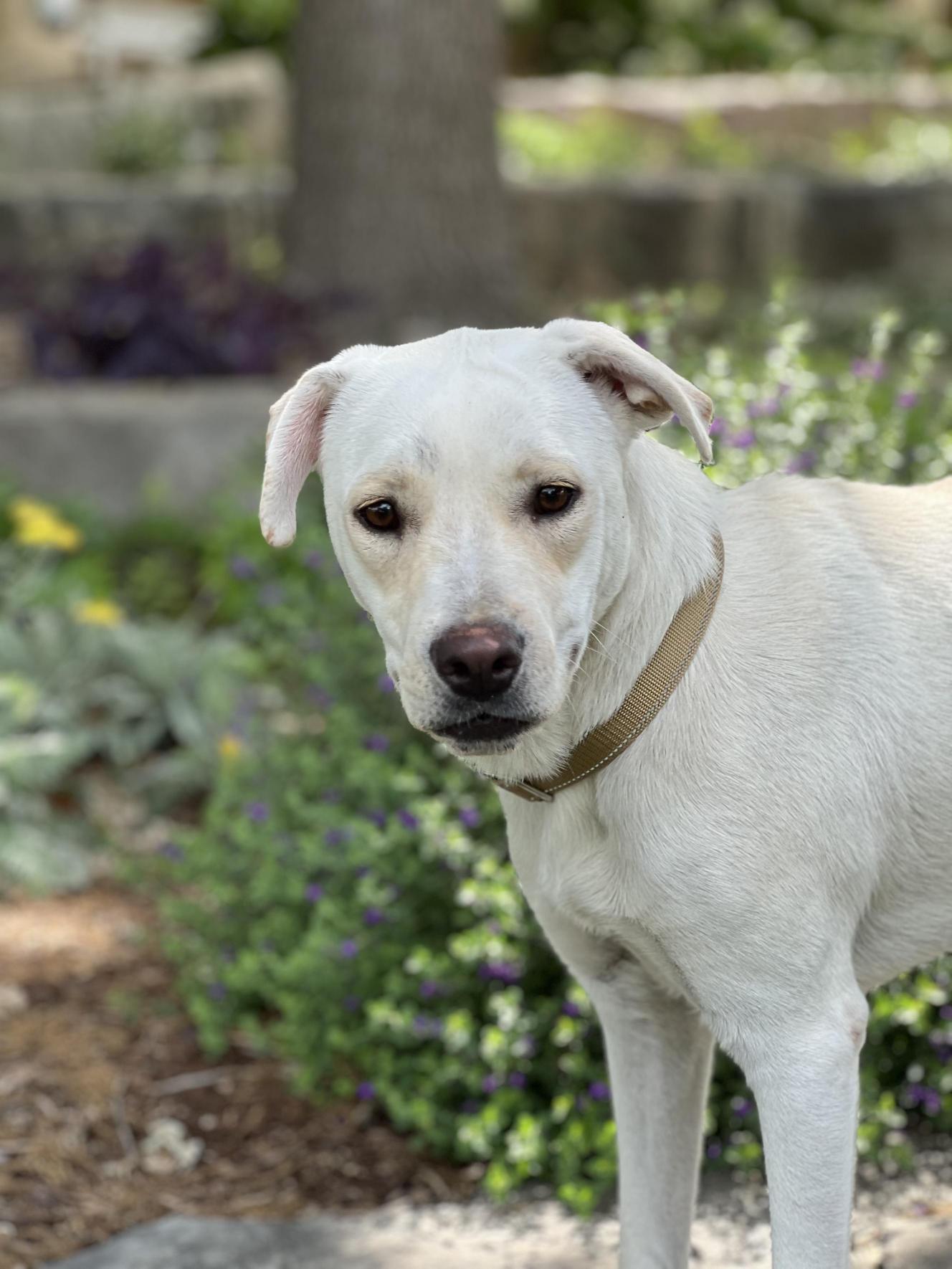 Sugar   , ADOPTABLE, Adult Female Labrador Retriever.