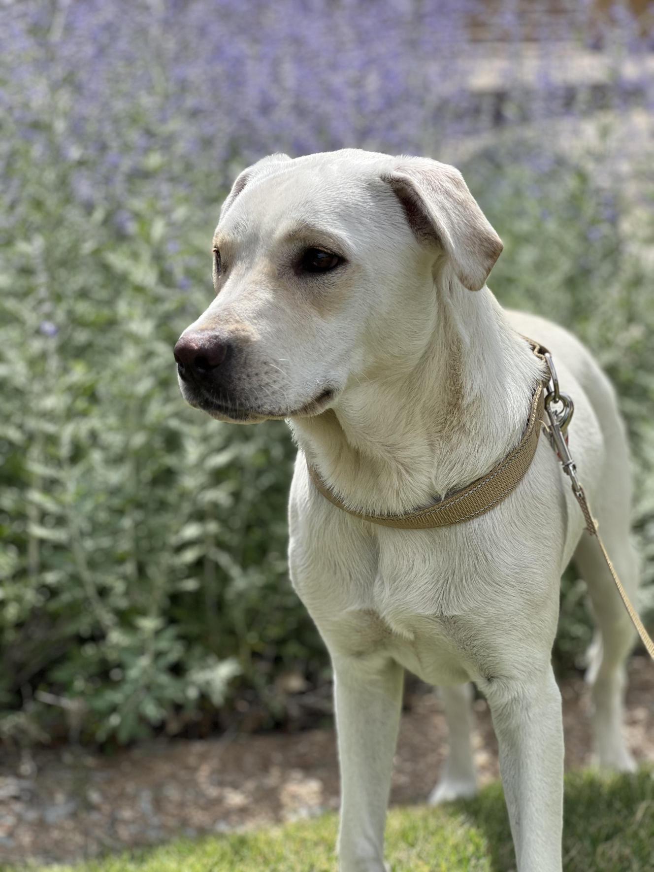 Enlarge Sugar   , a ADOPTABLE mixed breed in Allen, TX image 4/6