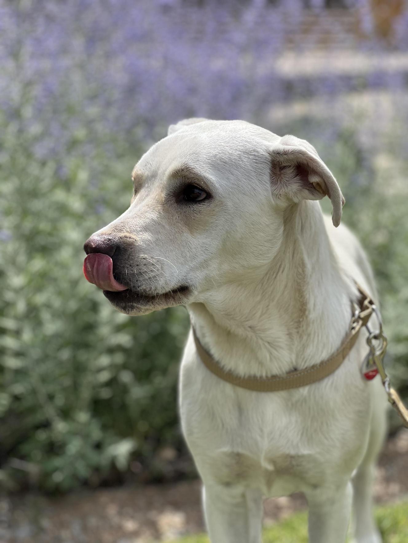 Enlarge Sugar   , a ADOPTABLE mixed breed in Allen, TX image 2/6