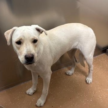 Enlarge Sugar   , a ADOPTABLE mixed breed in Allen, TX image 6/6