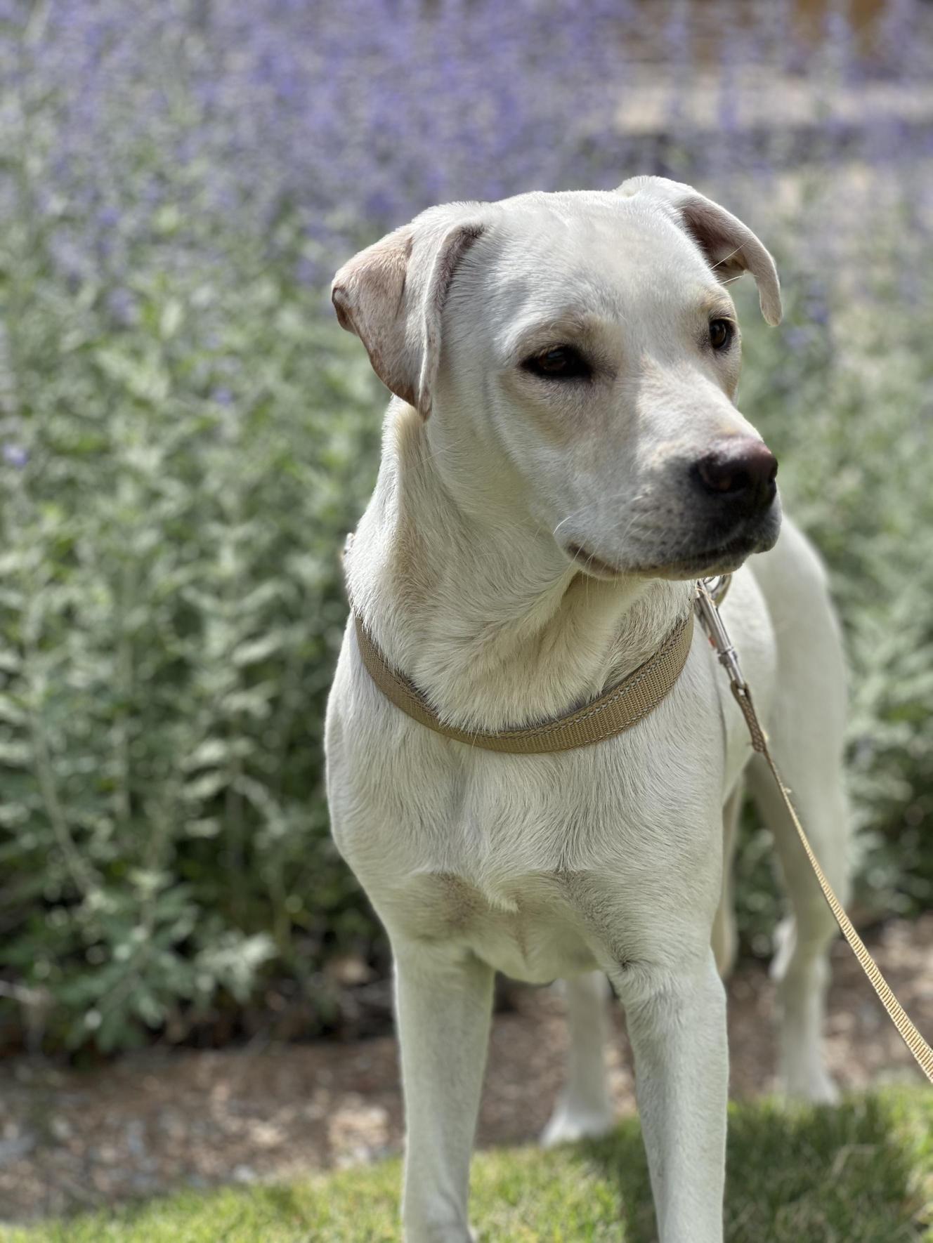 Enlarge Sugar   , a ADOPTABLE mixed breed in Allen, TX image 3/6