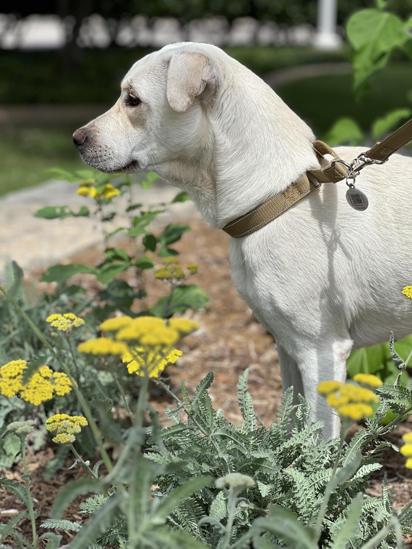 Enlarge Sugar   , a ADOPTABLE mixed breed in Allen, TX image 5/6