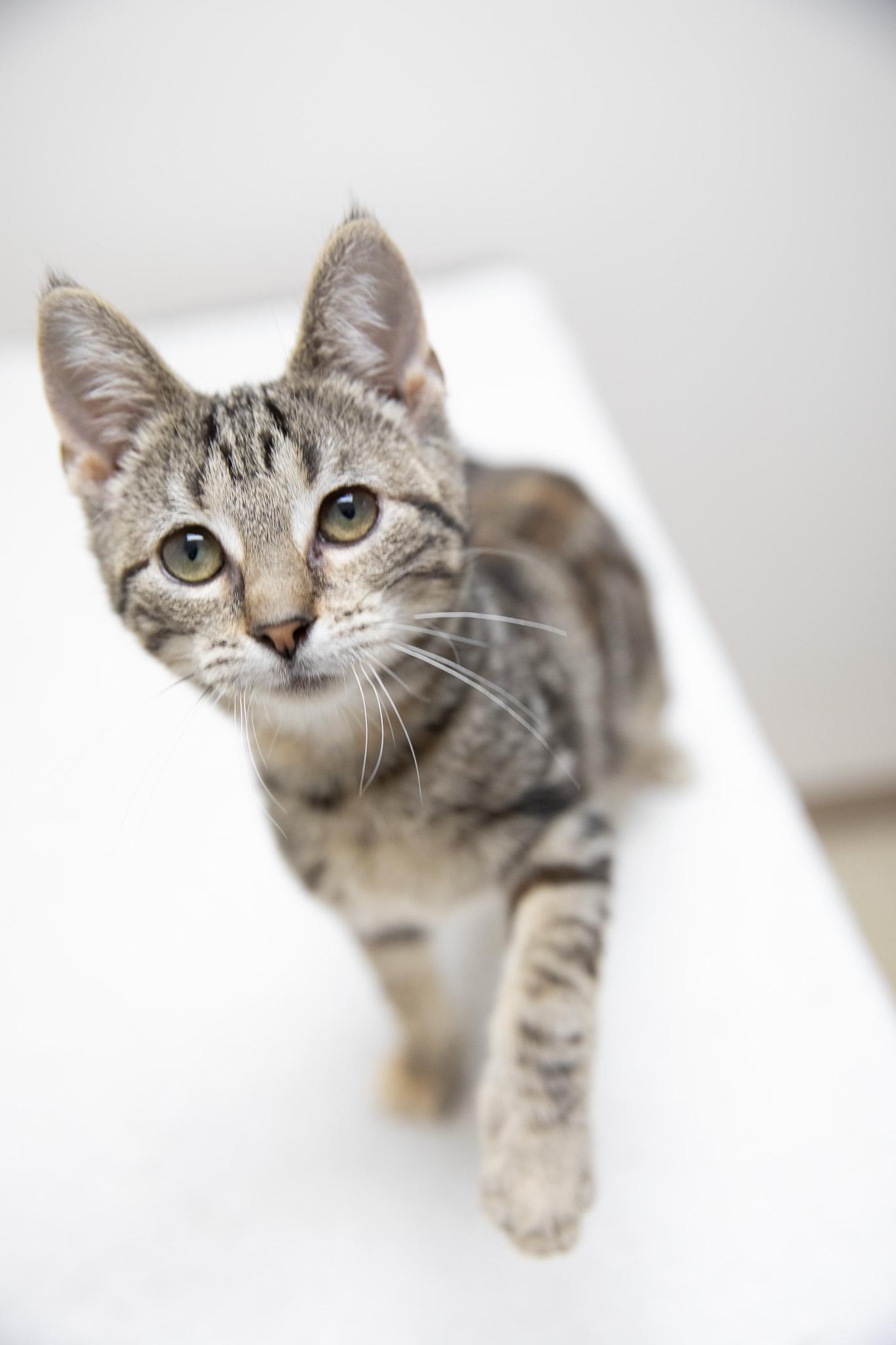 Enlarge Nadia, a Adoptable Domestic Short Hair in Montclair, NJ image 1/6