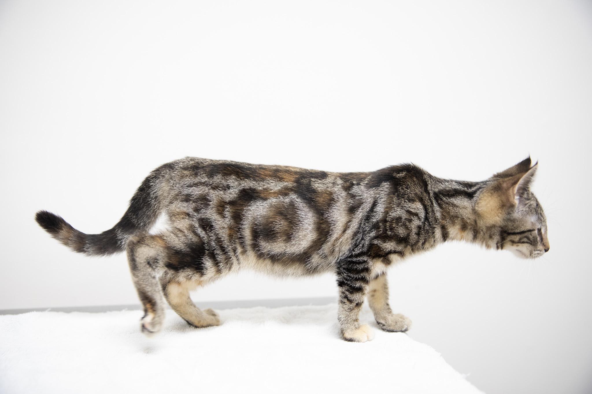 Enlarge Nadia, a Adoptable Domestic Short Hair in Montclair, NJ image 2/6