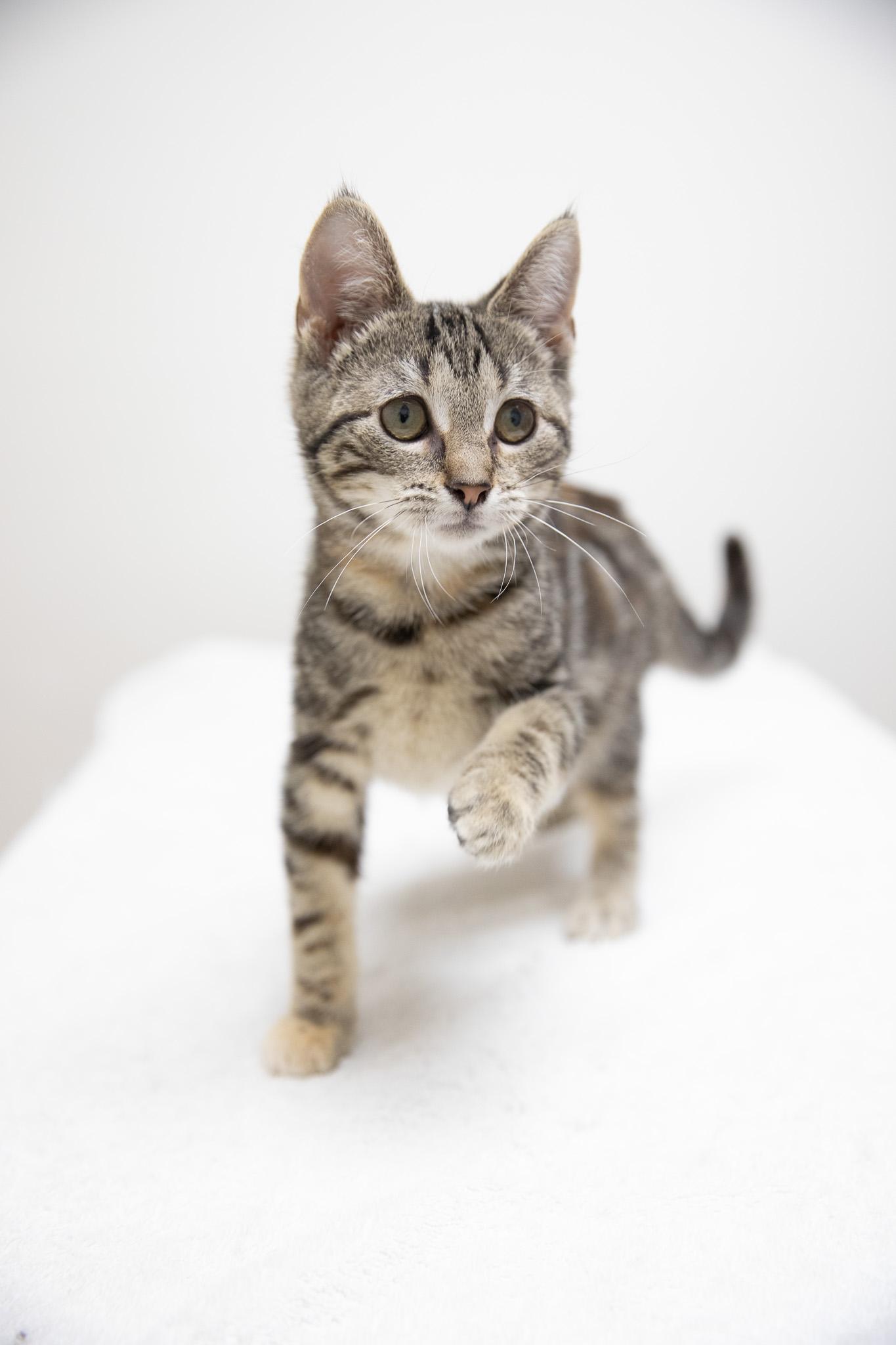 Enlarge Nadia, a Adoptable Domestic Short Hair in Montclair, NJ image 3/6