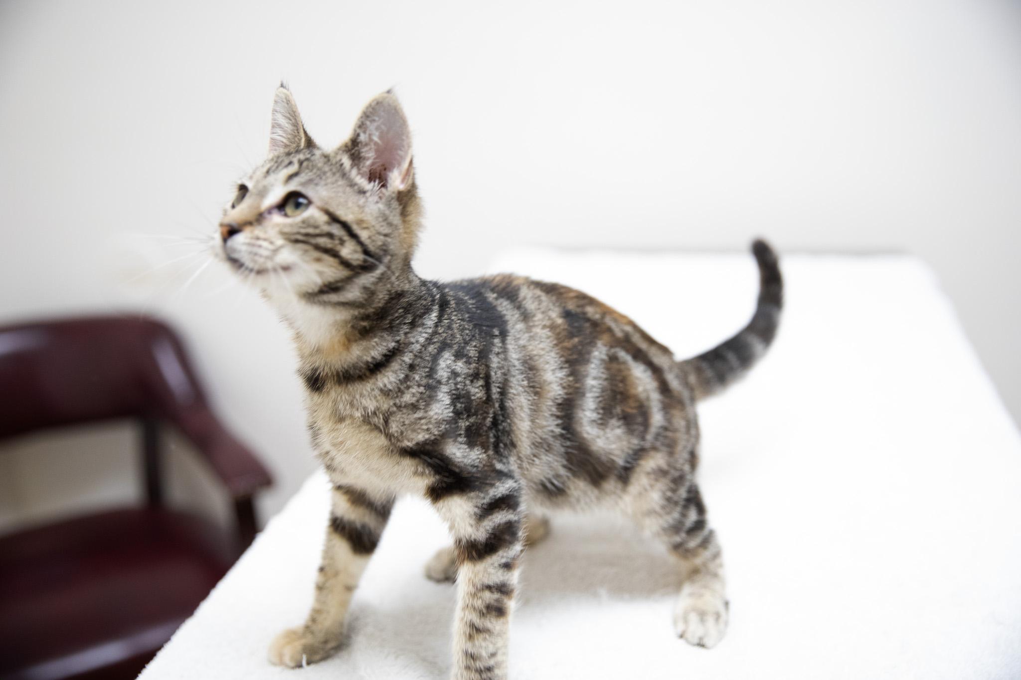 Enlarge Nadia, a Adoptable Domestic Short Hair in Montclair, NJ image 4/6