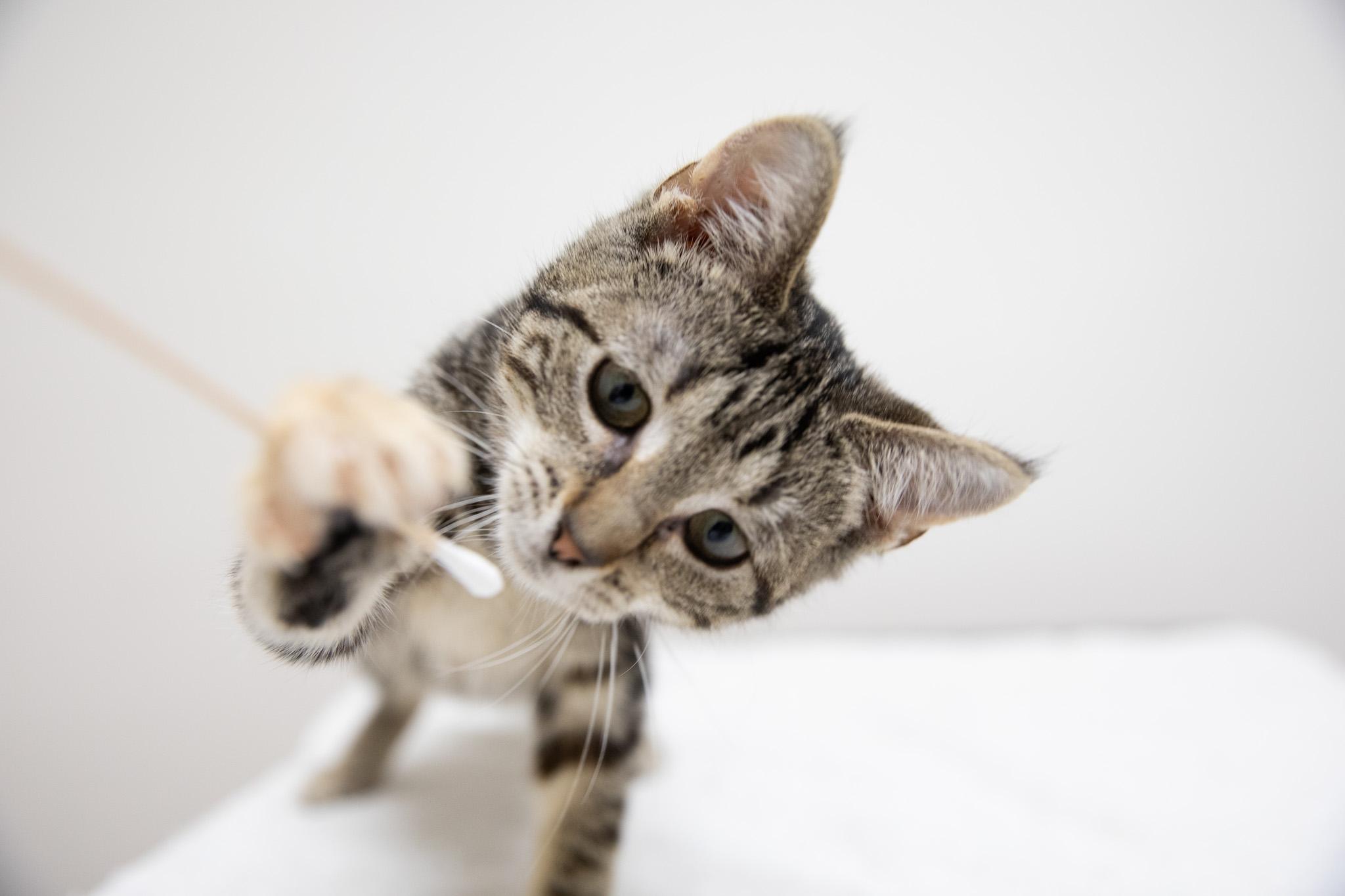 Enlarge Nadia, a Adoptable Domestic Short Hair in Montclair, NJ image 5/6