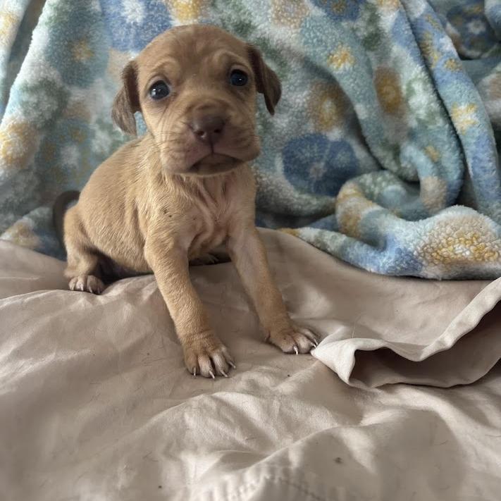 Paddle, Adoptable, Puppy Female Labrador Retriever & Mixed Breed.