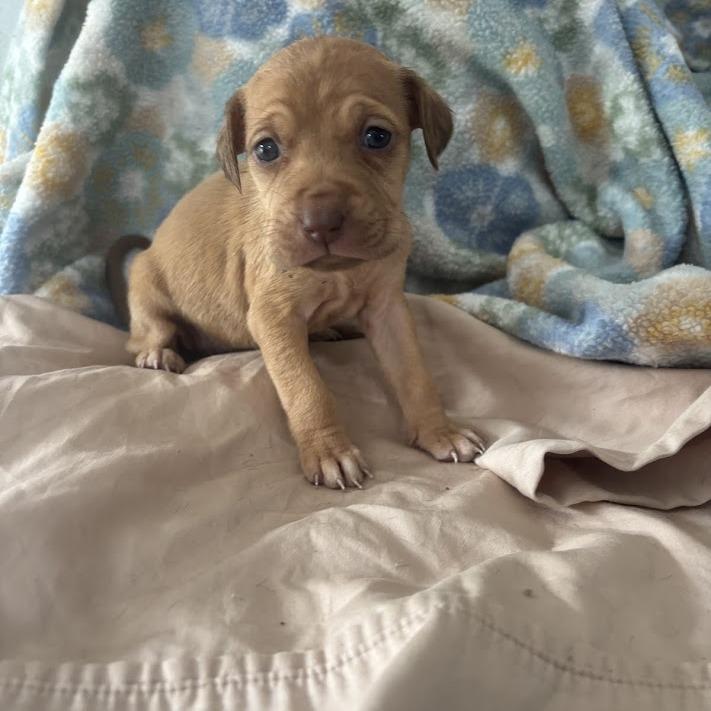 Paddle, a Adoptable mixed breed in North Charleston, SC image 2/3