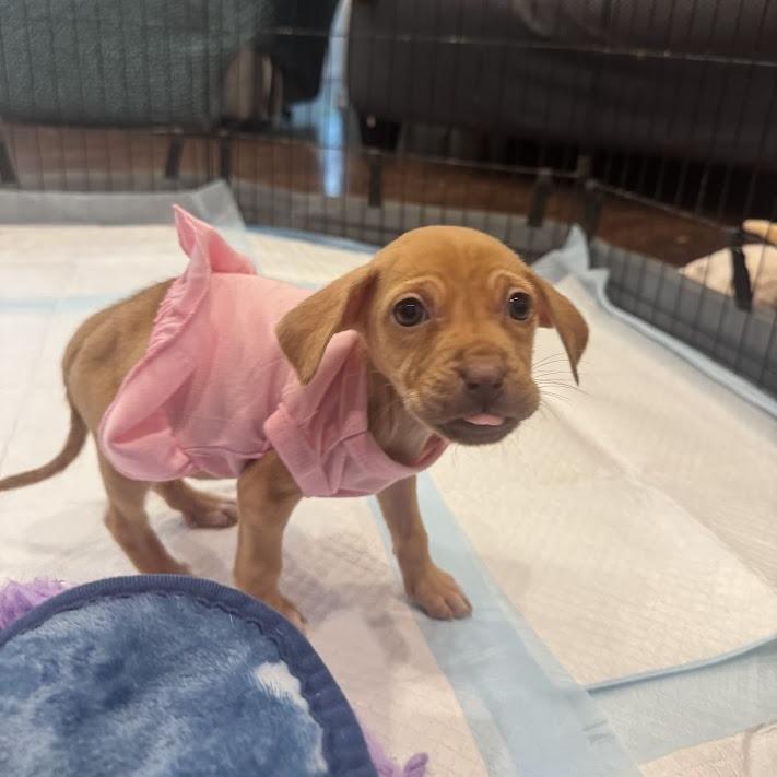 Paddle, Adoptable, Puppy Female Labrador Retriever & Mixed Breed.