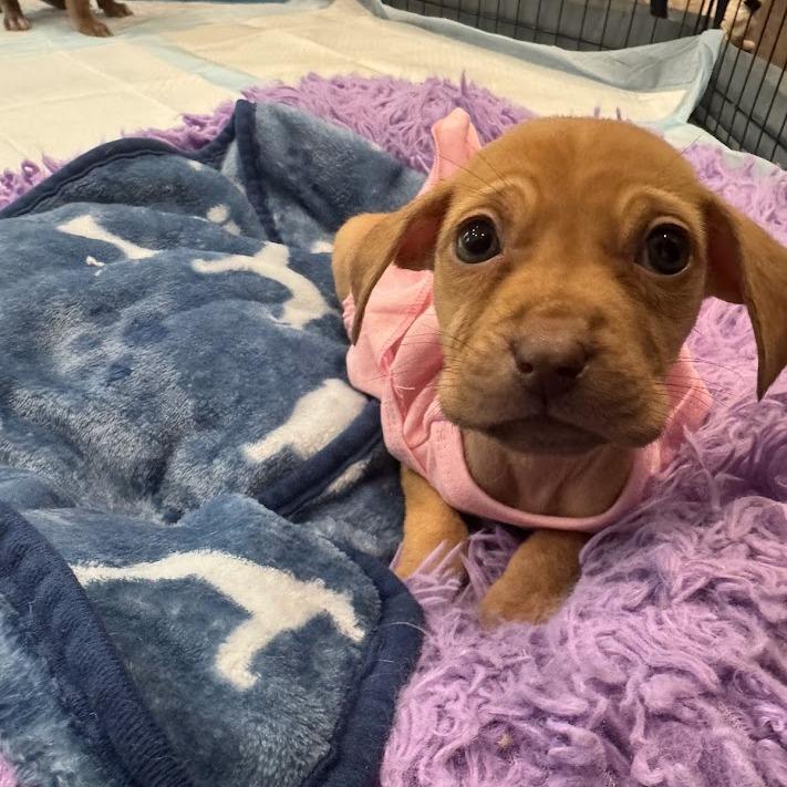 Enlarge Paddle, a Adoptable mixed breed in North Charleston, SC image 2/2