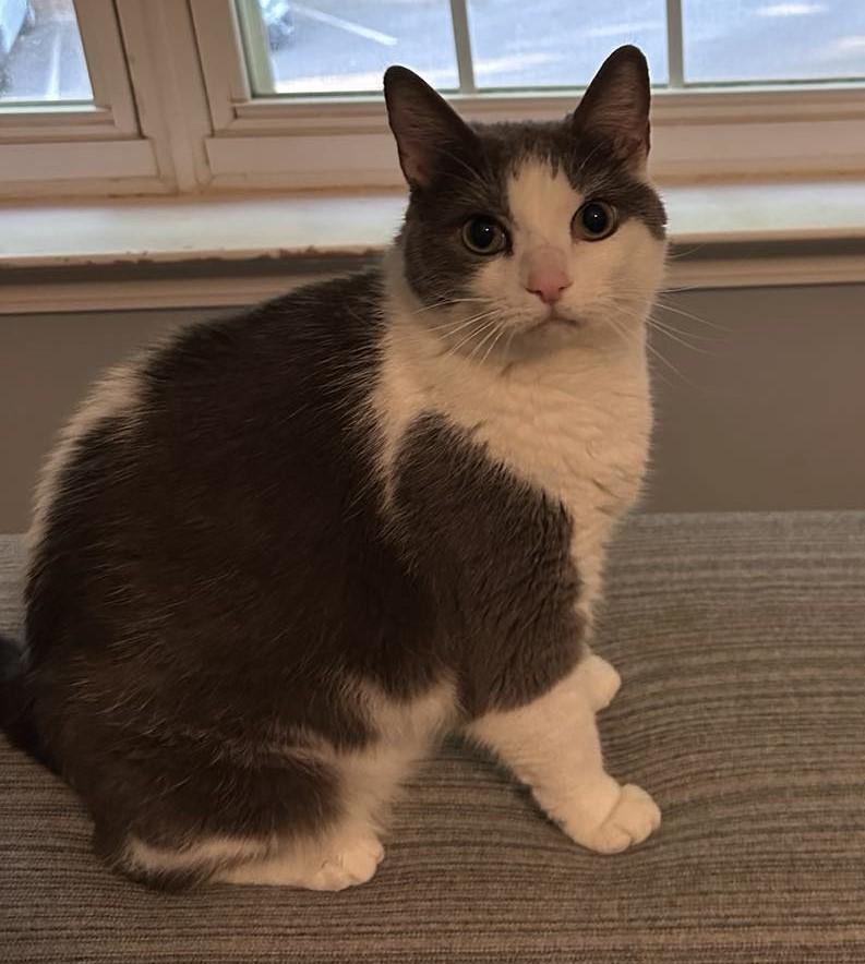 Enlarge Skylar, a Adoptable mixed breed in Charlotte, NC image 3/6