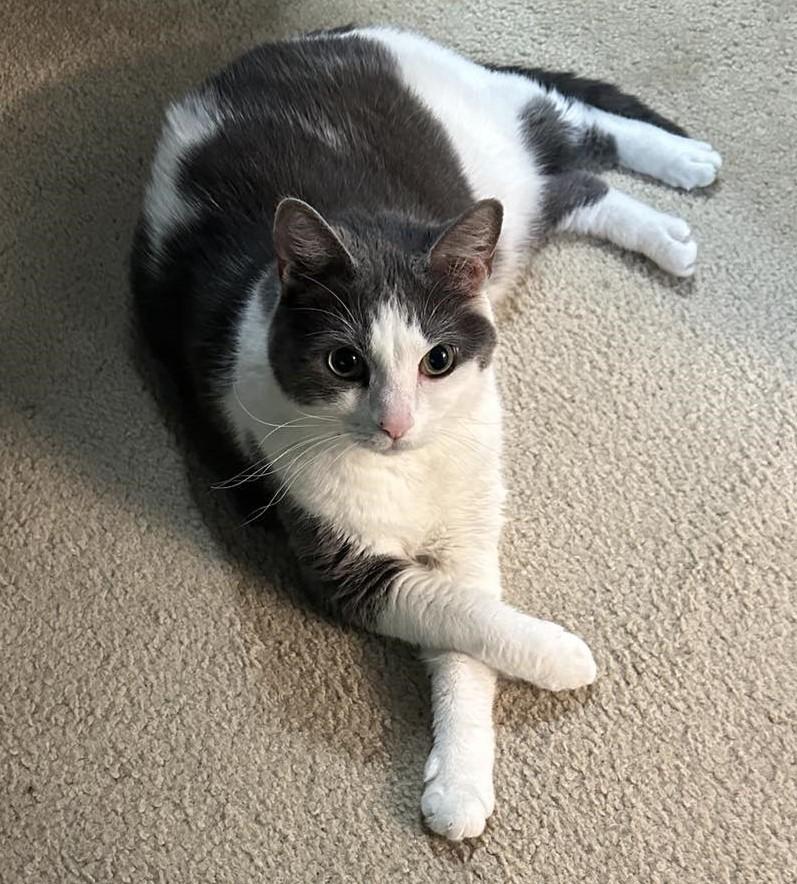 Enlarge Skylar, a Adoptable mixed breed in Charlotte, NC image 6/6