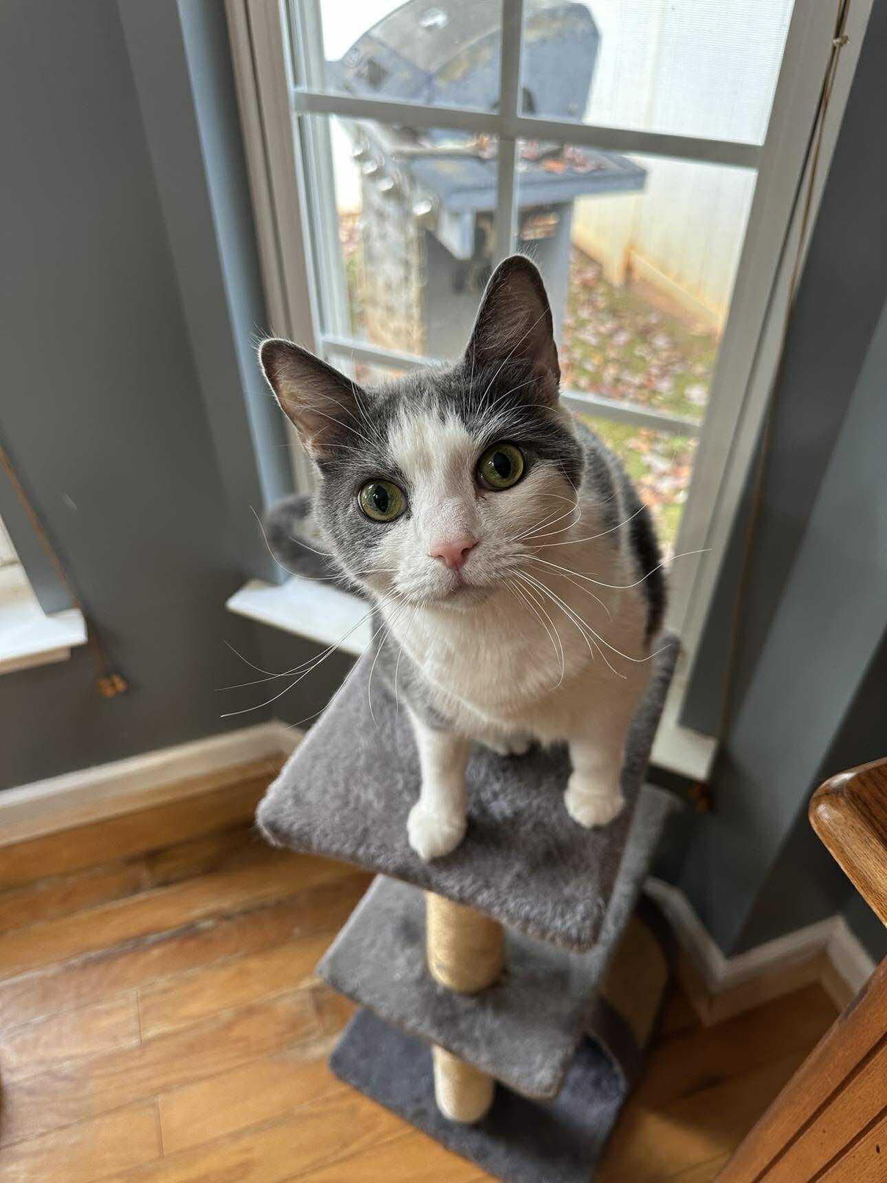 Enlarge Skylar, a Adoptable mixed breed in Charlotte, NC image 1/6