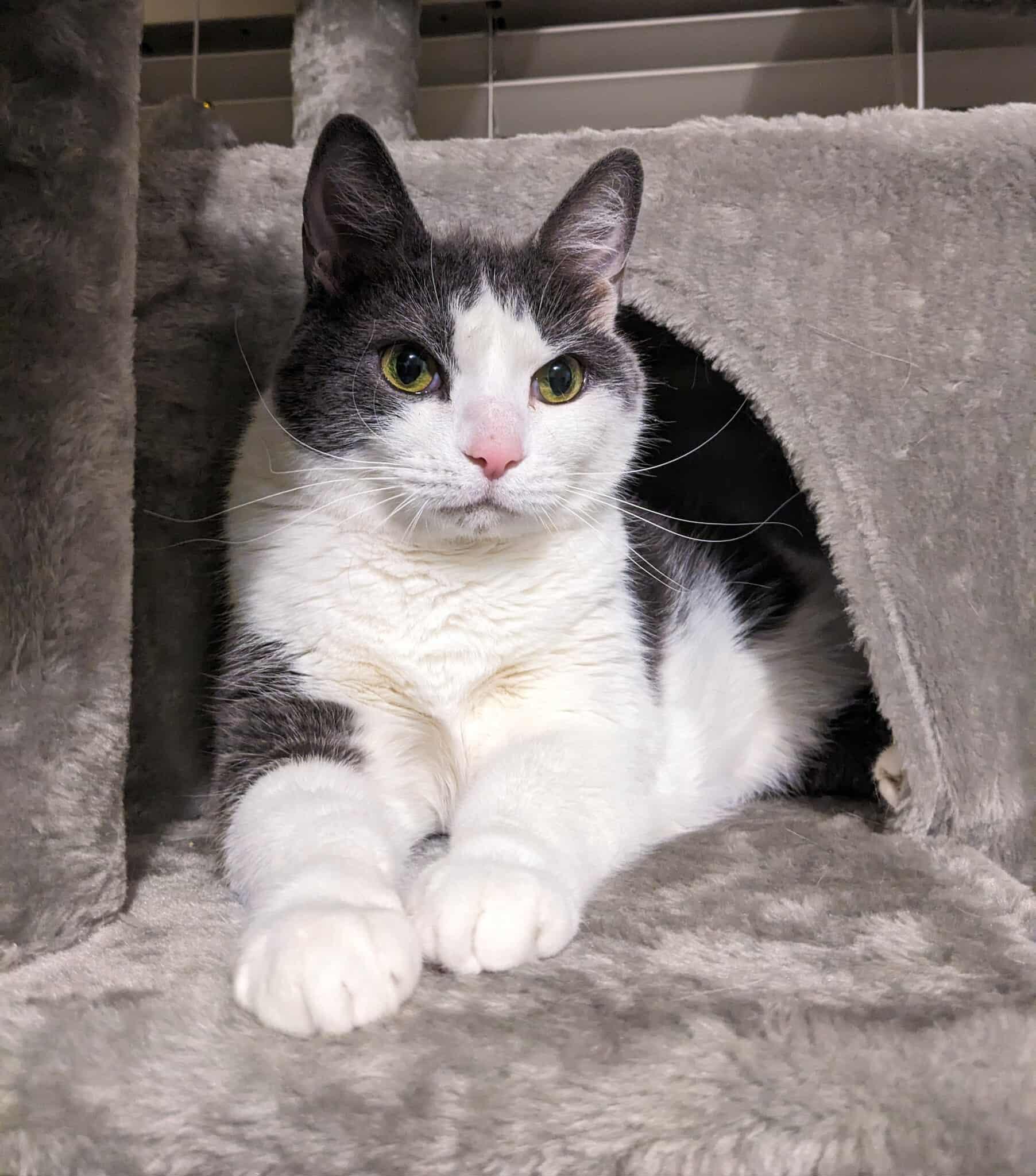 Skylar, Adoptable, Adult Female Domestic Short Hair.