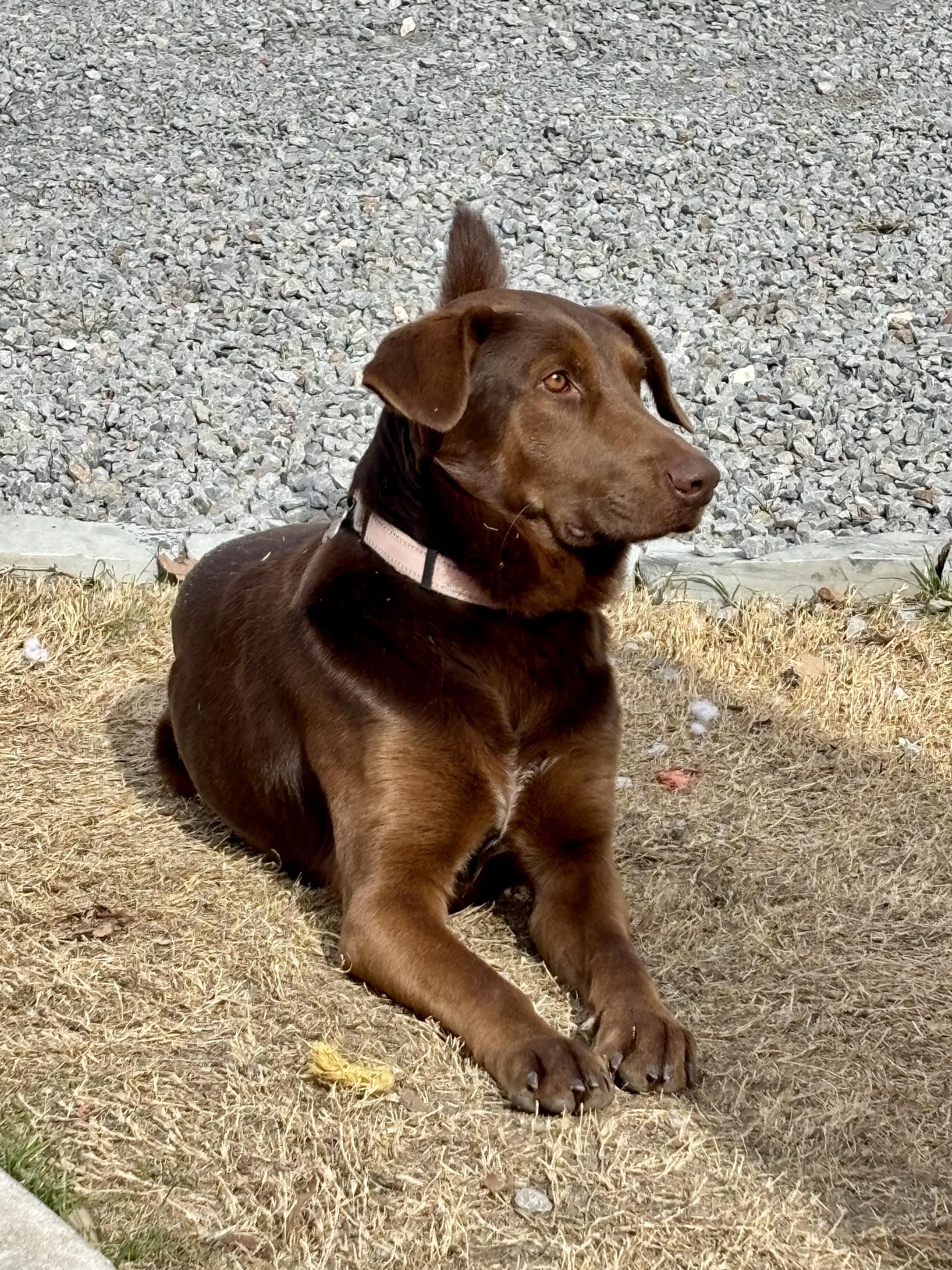 Enlarge Carter, a Adoptable mixed breed in Welling, OK image 2/6