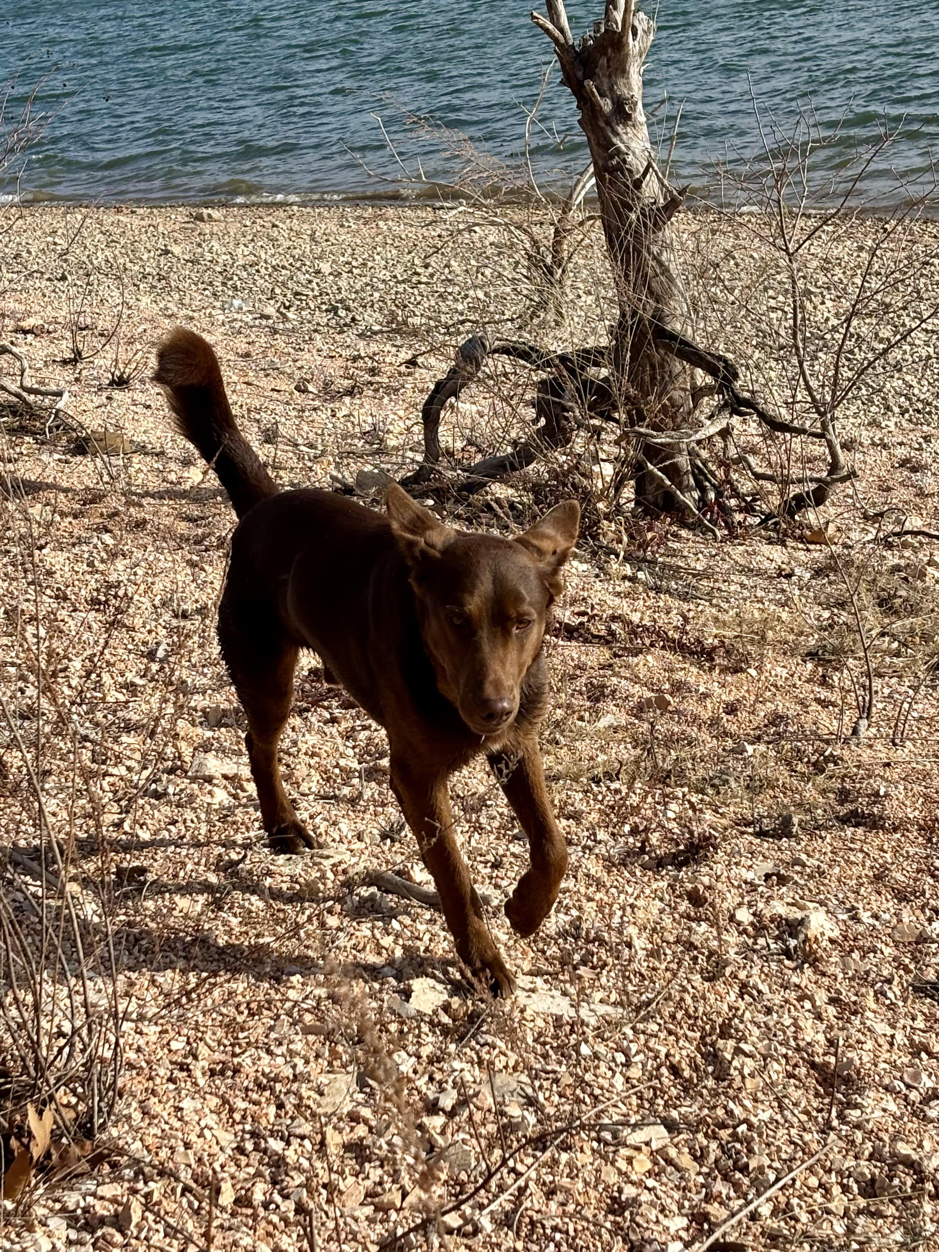 Enlarge Carter, a Adoptable mixed breed in Welling, OK image 3/6