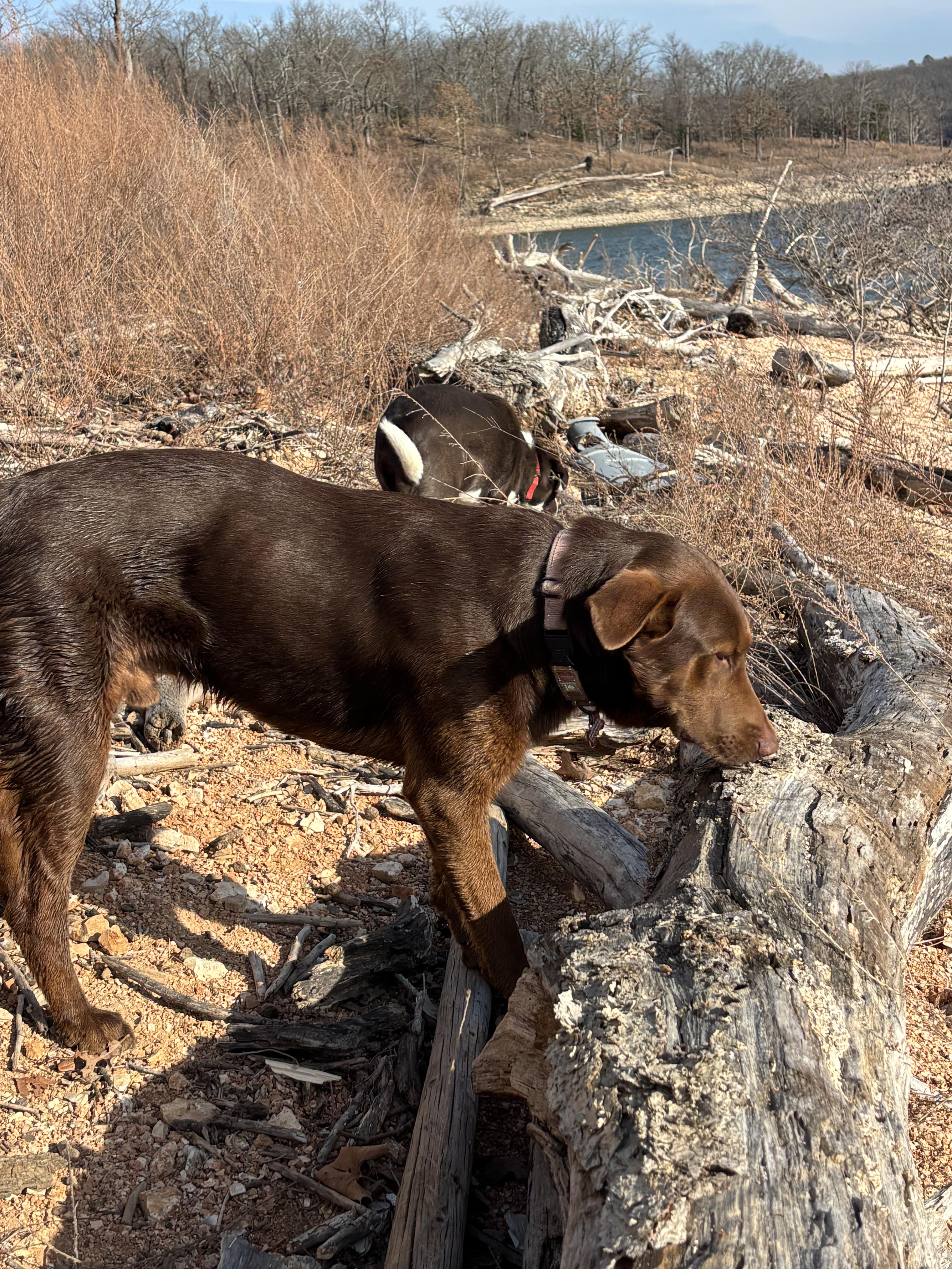Enlarge Carter, a Adoptable mixed breed in Welling, OK image 4/6