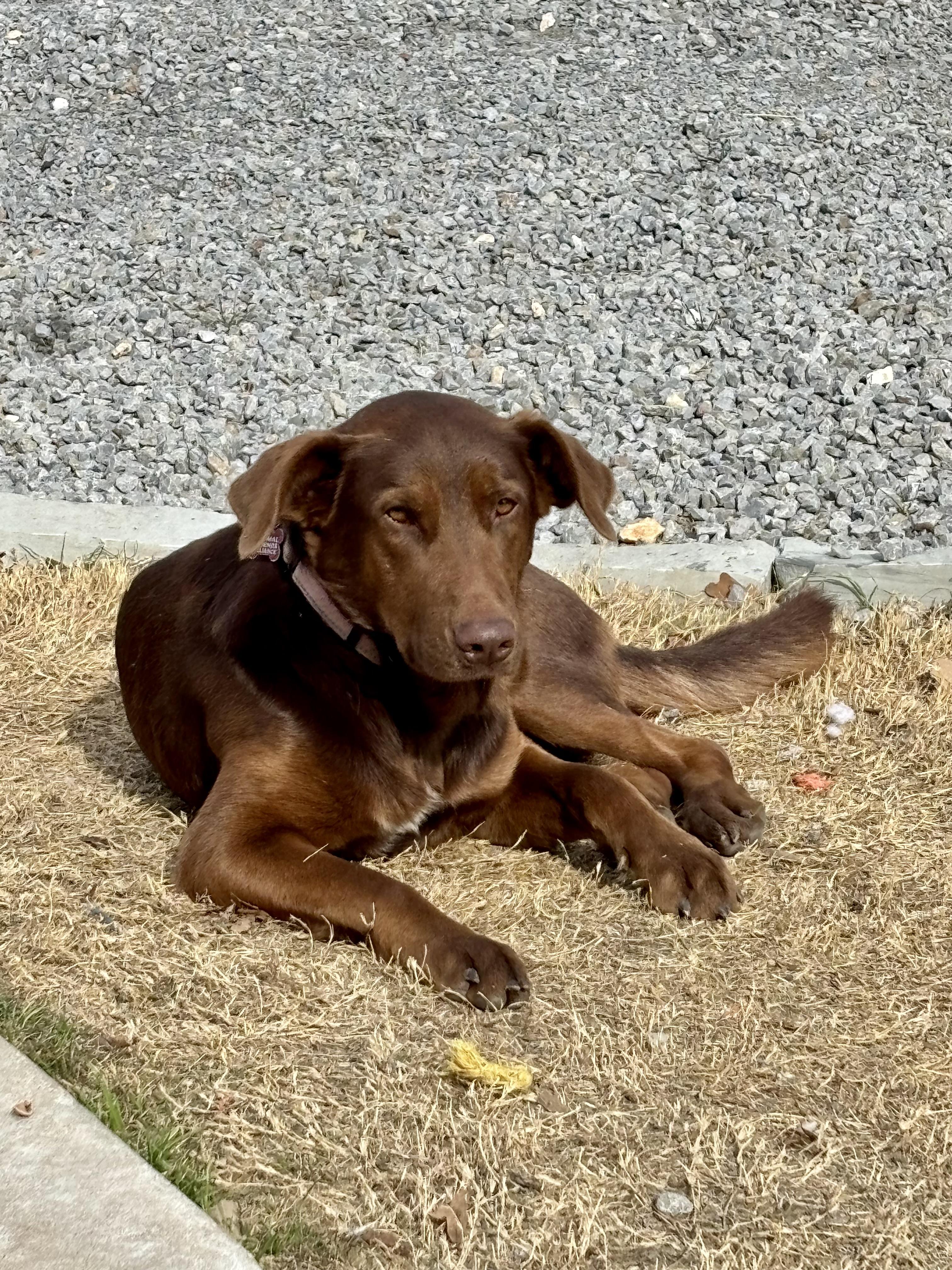Enlarge Carter, a Adoptable mixed breed in Welling, OK image 5/6