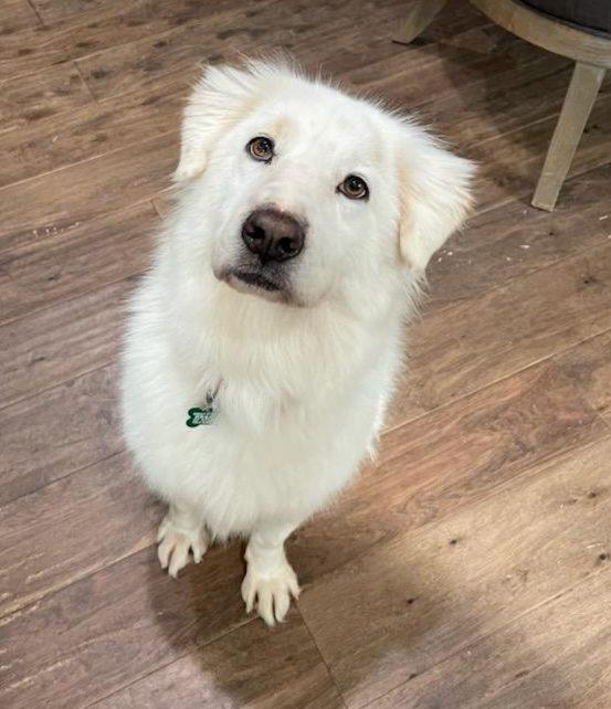 Enlarge Hallie Berry, an adopted Great Pyrenees in Atlanta, GA image 1/5