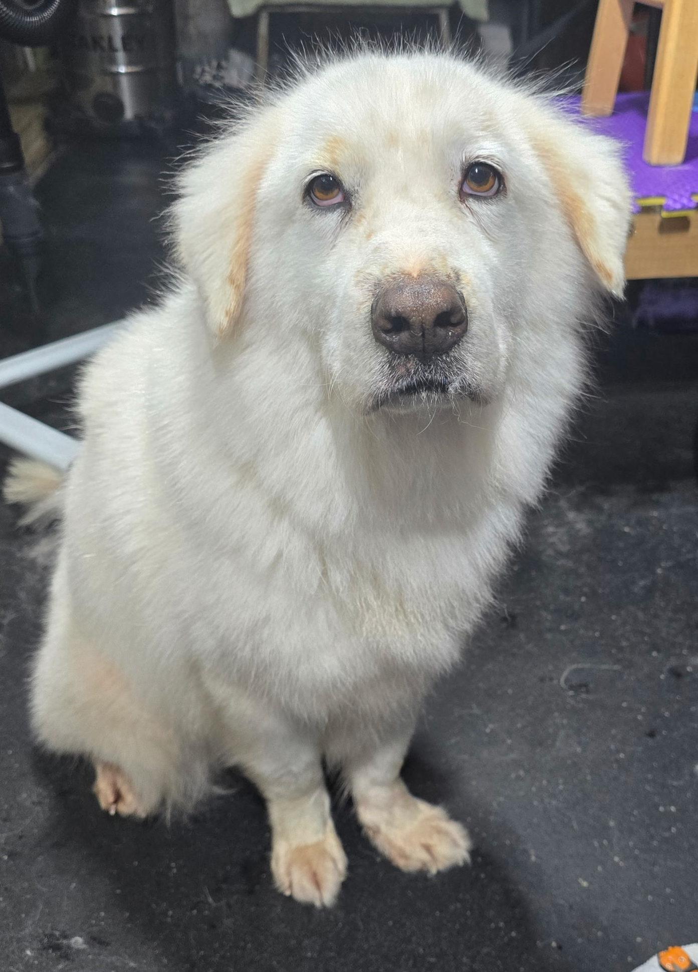 Enlarge Hallie Berry, an adopted Great Pyrenees in Atlanta, GA image 3/5