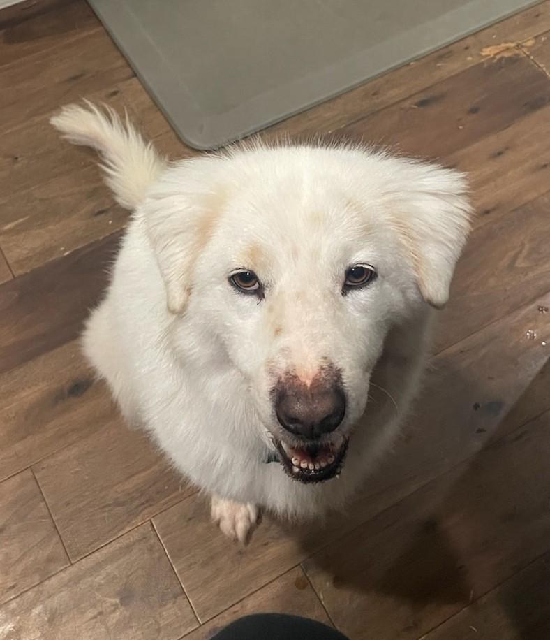 Enlarge Hallie Berry, an adopted Great Pyrenees in Atlanta, GA image 5/5
