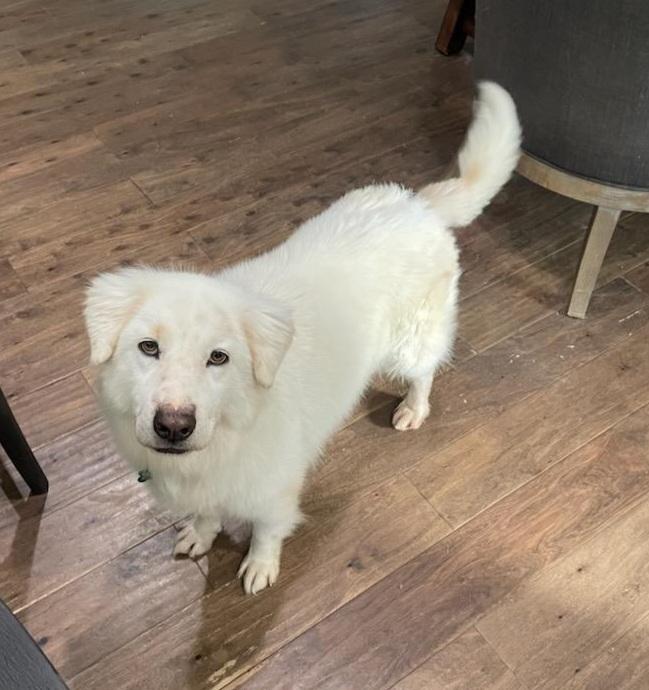 Enlarge Hallie Berry, an adopted Great Pyrenees in Atlanta, GA image 2/5