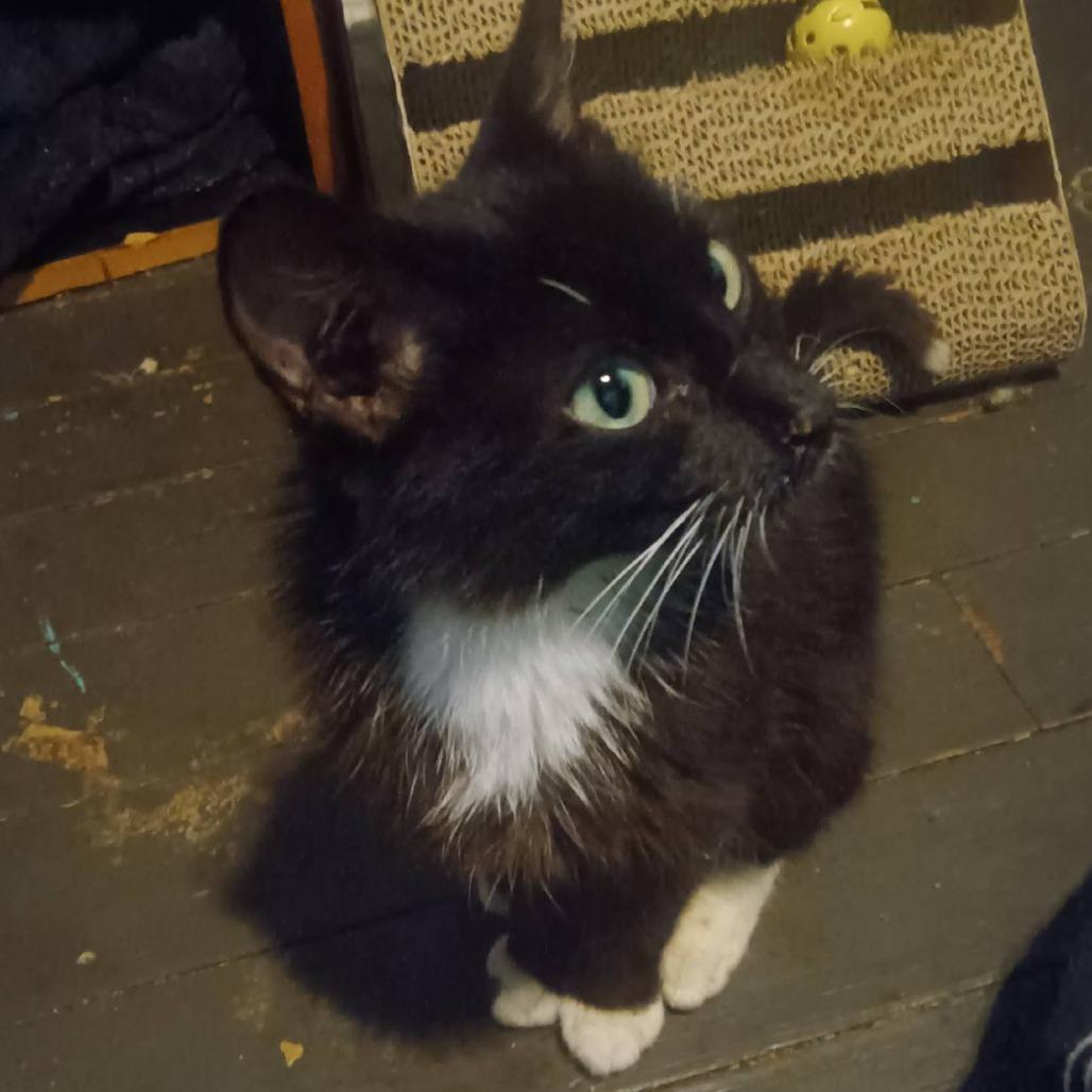 Betty, Adoptable, Adult Female Domestic Short Hair.