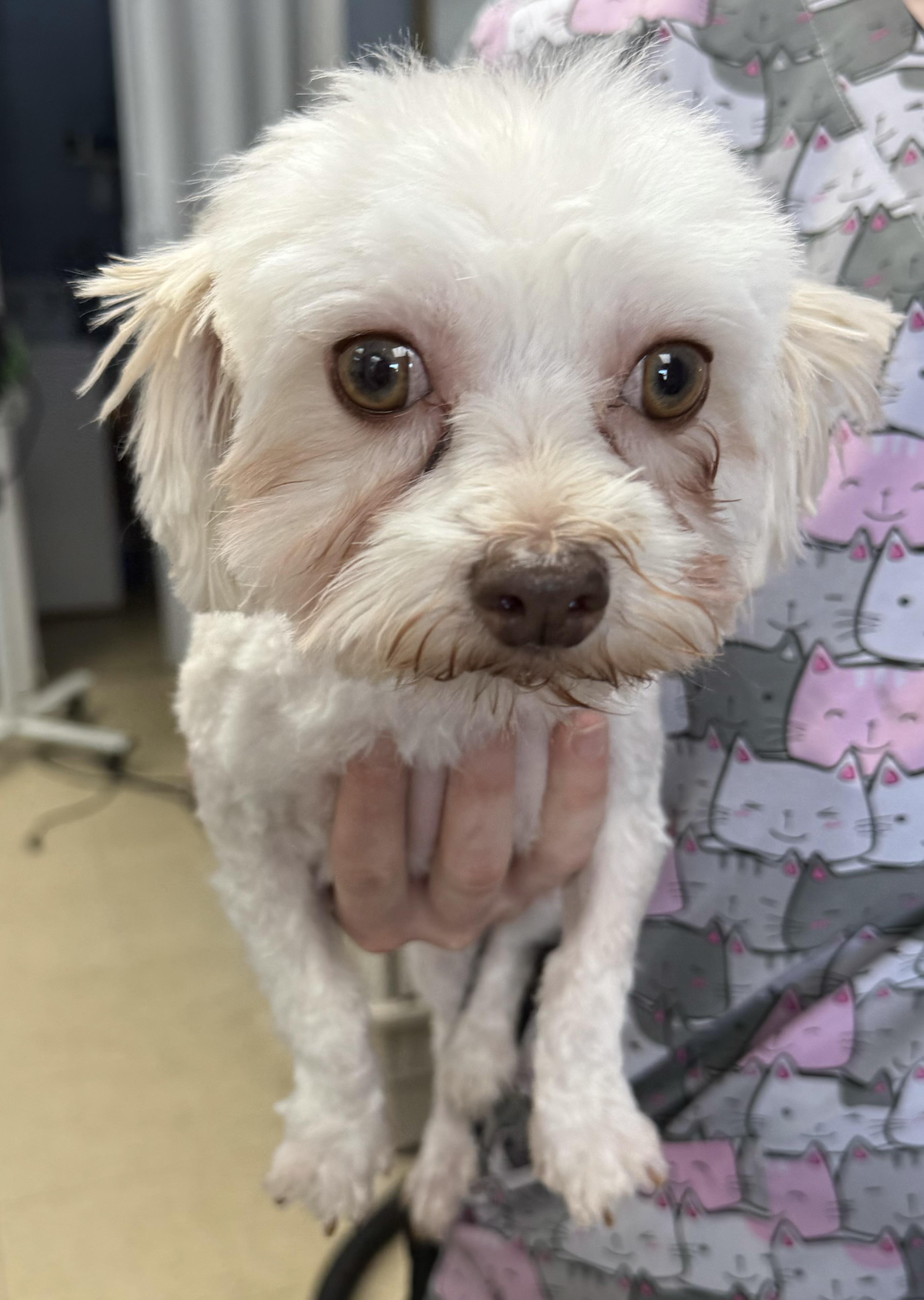 Hailee, an adopted Havanese in North Tonawanda, NY image 1/4