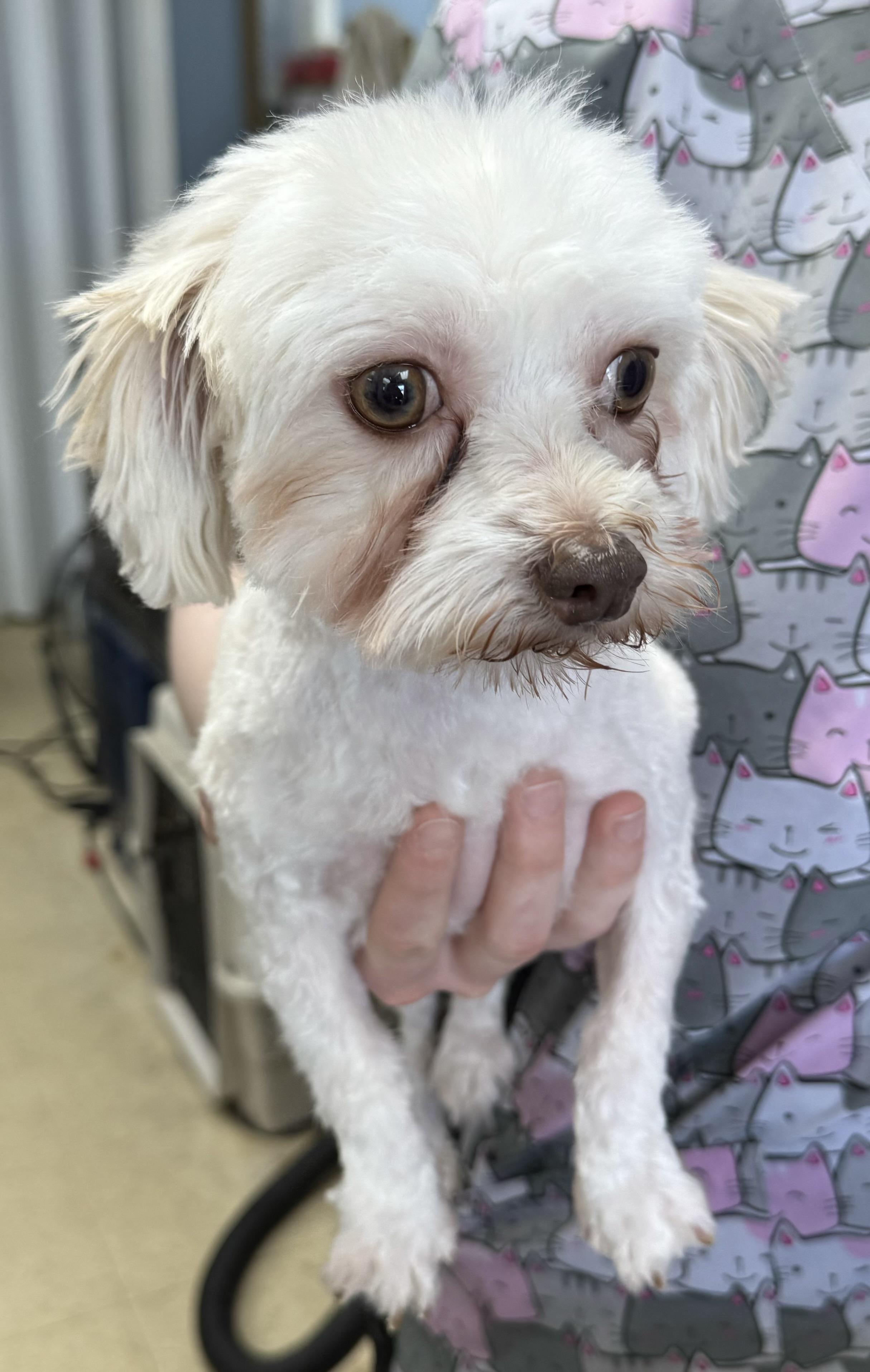 Hailee, an adopted Havanese in North Tonawanda, NY image 2/4