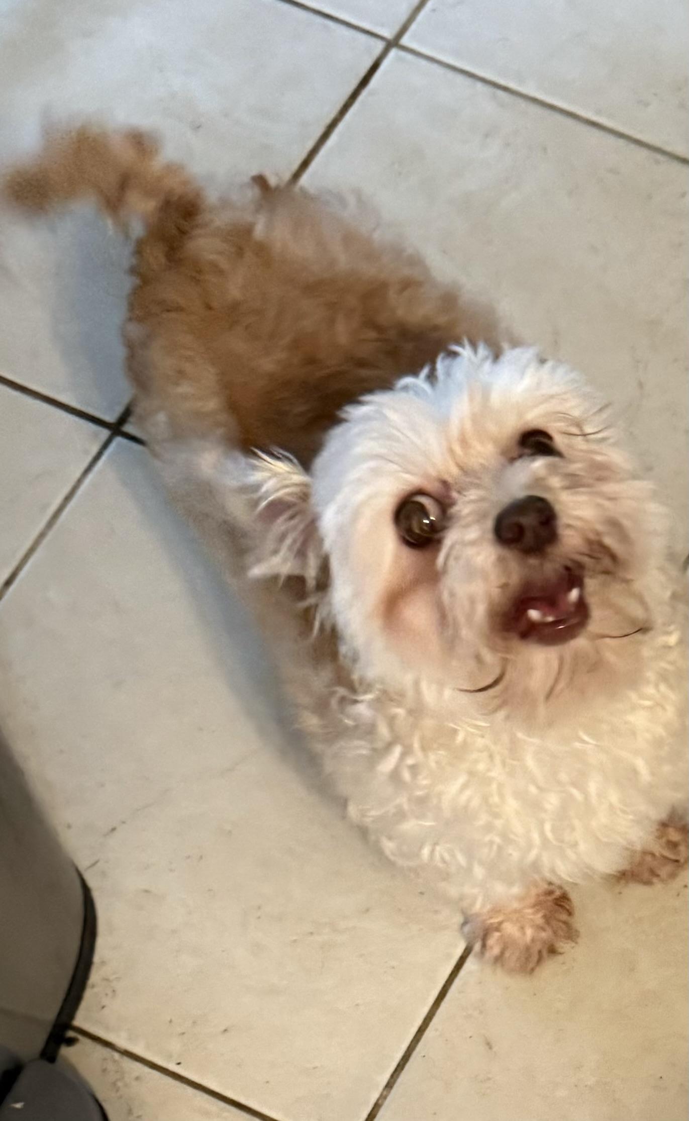 Hailee, an adopted Havanese in North Tonawanda, NY image 3/4